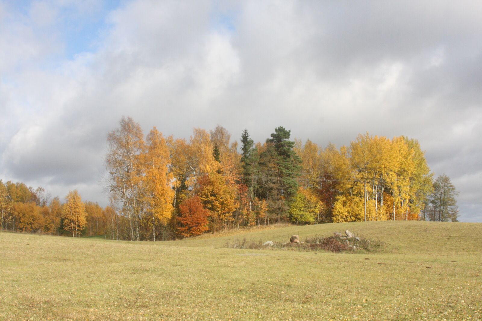 Canon EOS 40D sample photo. Autumn, tree, forest photography