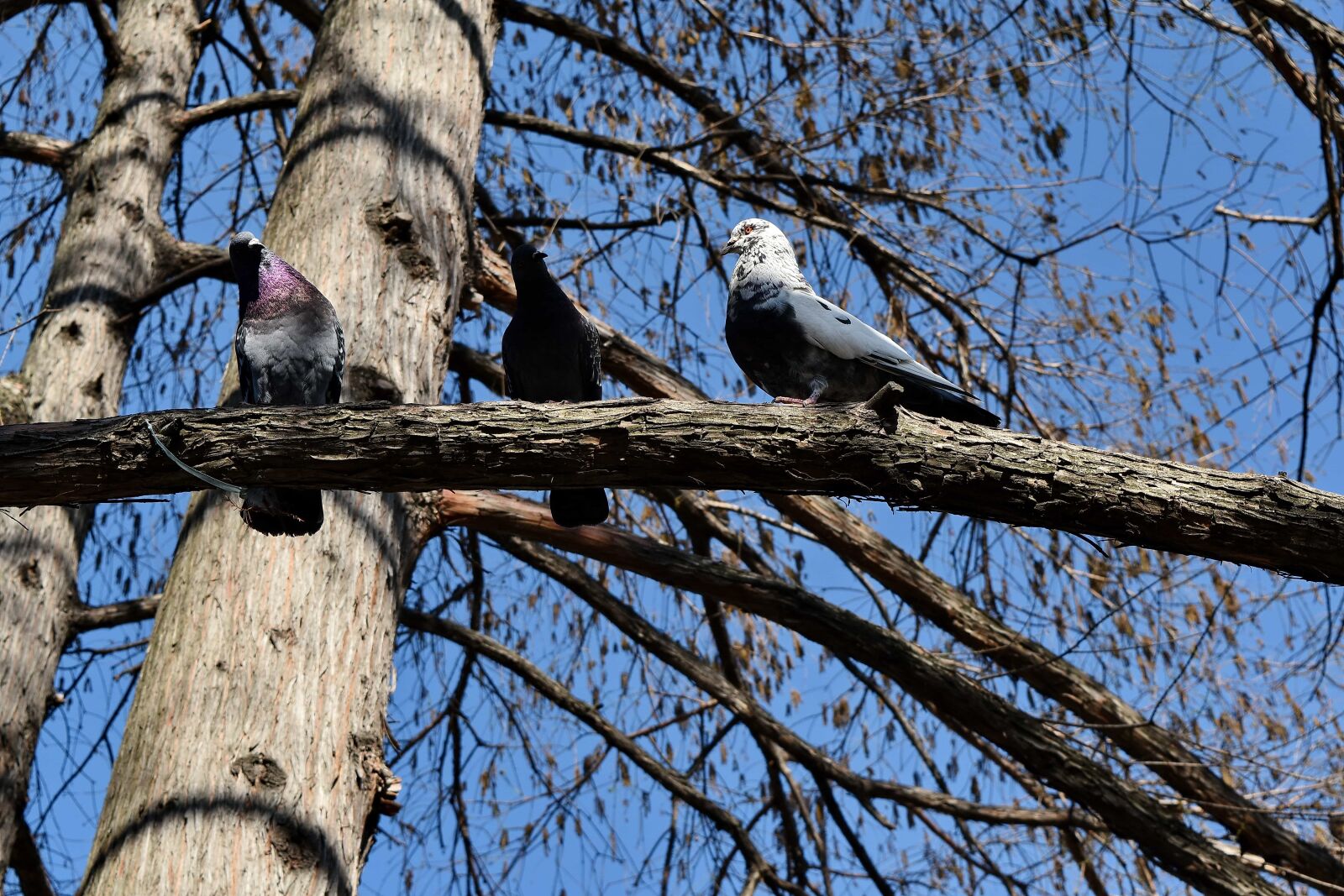 Nikon D5500 sample photo. Birds, flock, pigeon, tree photography