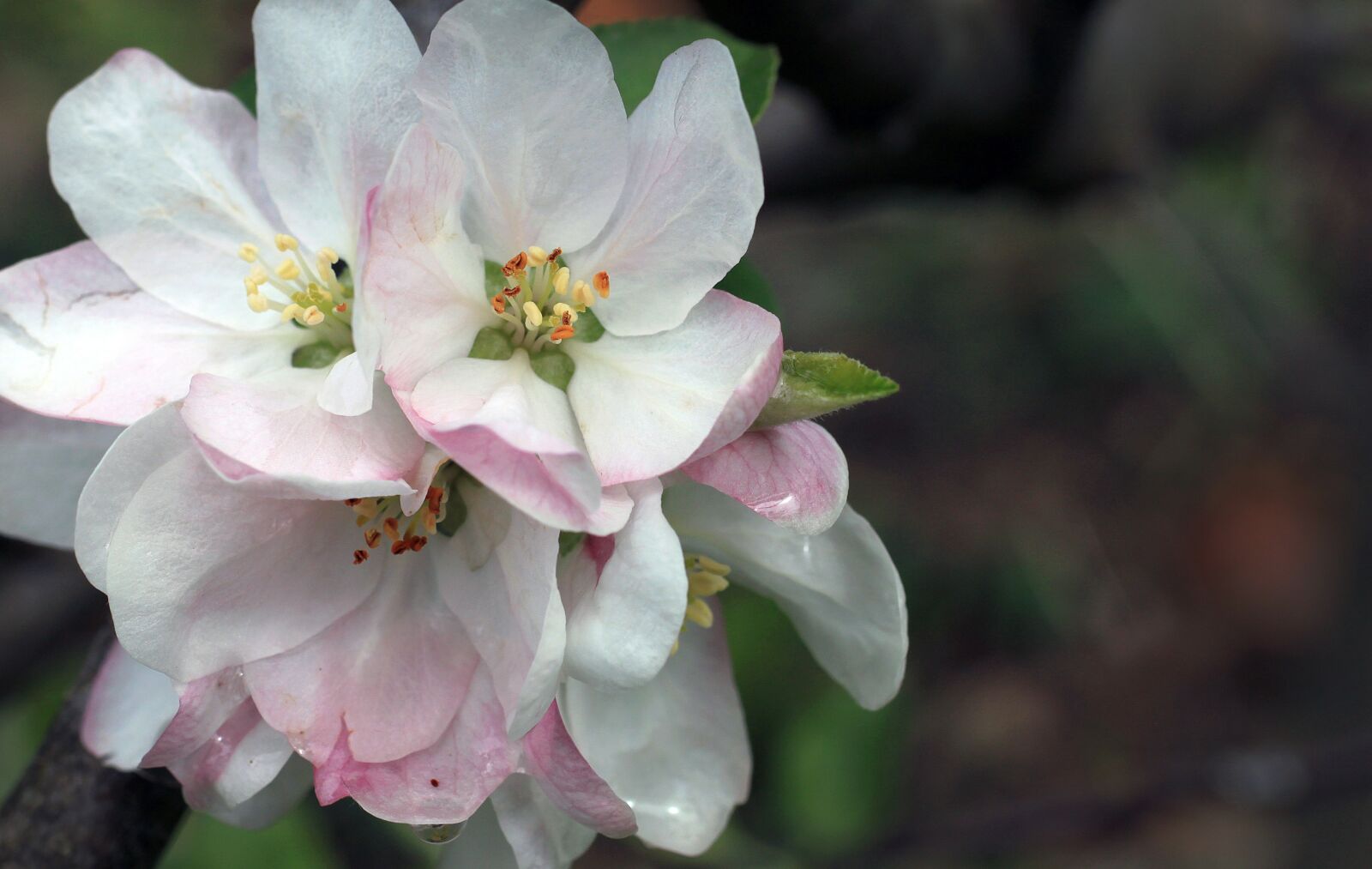 Canon EOS 500D (EOS Rebel T1i / EOS Kiss X3) sample photo. Apple, blossom, life photography