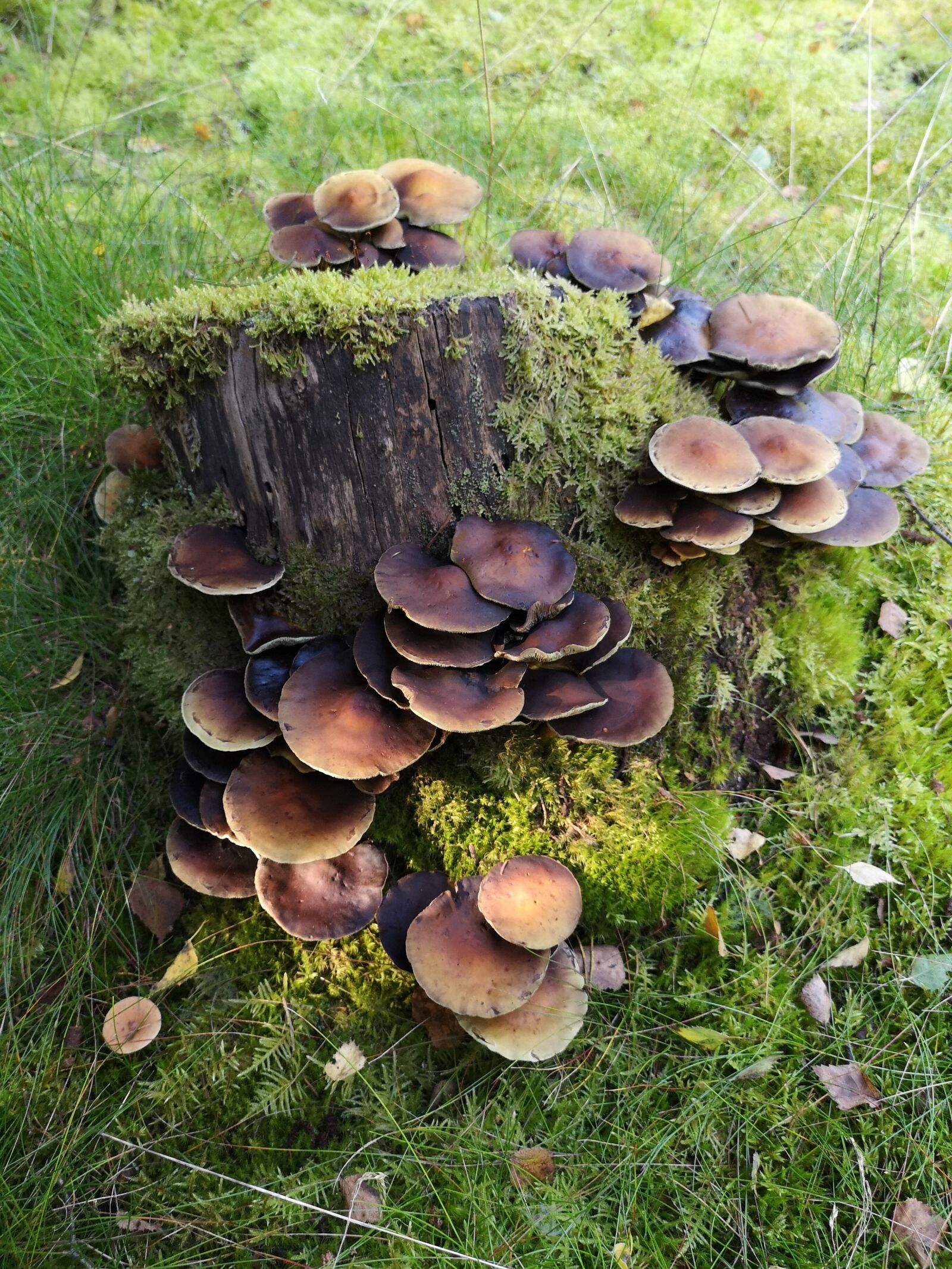 HUAWEI CLT-L29 sample photo. Fungi, mushrooms, forest photography
