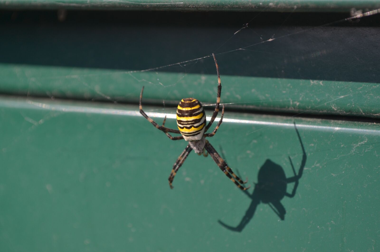 Nikon D5100 sample photo. Spider, nature, cobweb photography