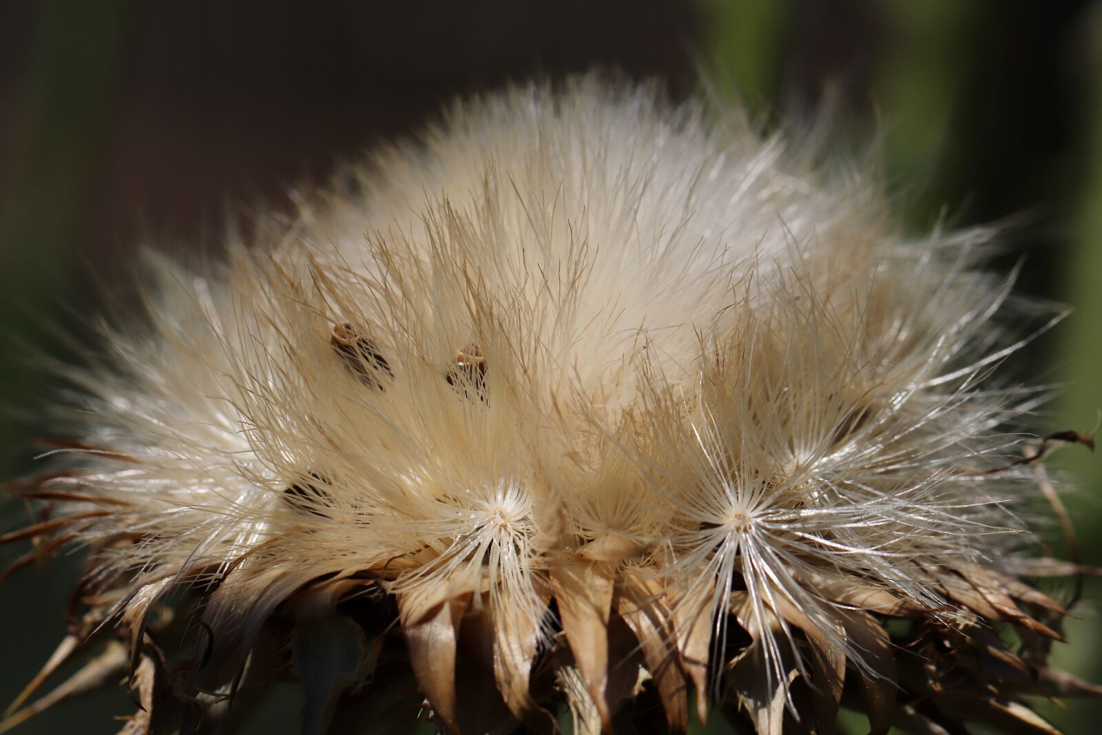 Canon EOS 800D (EOS Rebel T7i / EOS Kiss X9i) sample photo. Thistle, blossom, bloom photography