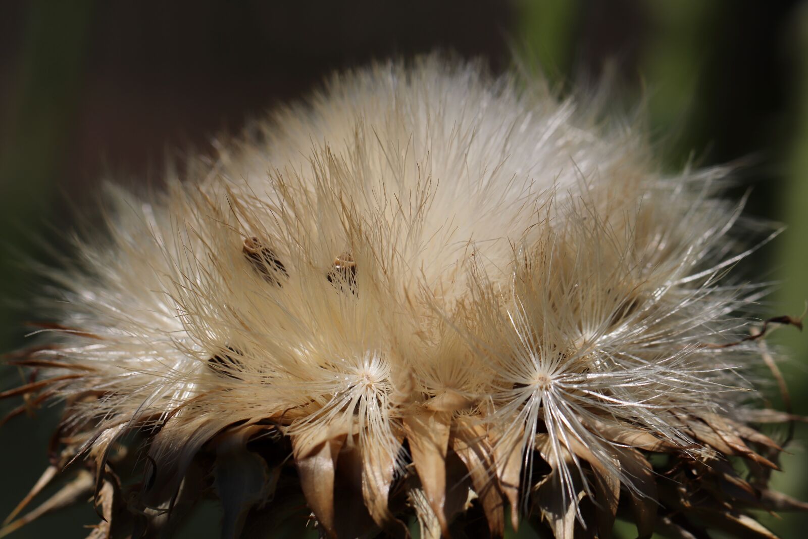 Canon EOS 800D (EOS Rebel T7i / EOS Kiss X9i) + Canon EF 100mm F2.8L Macro IS USM sample photo. Thistle, blossom, bloom photography