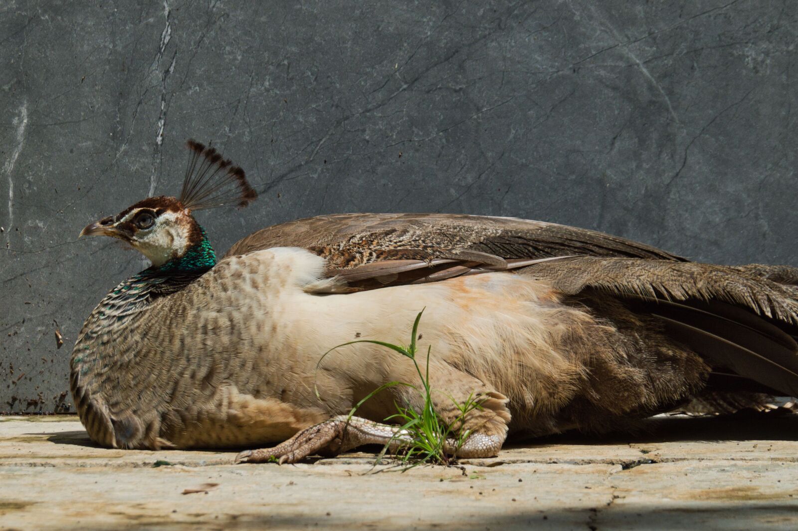 Nikon D3200 sample photo. Costa rica, ave, peacock photography