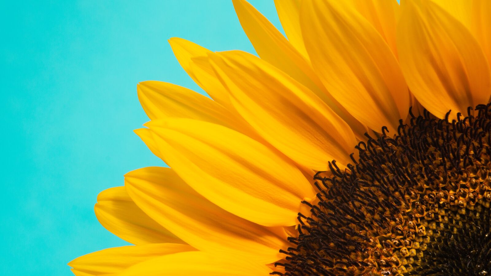Sony SLT-A58 sample photo. Sunflower, flower, bloom photography