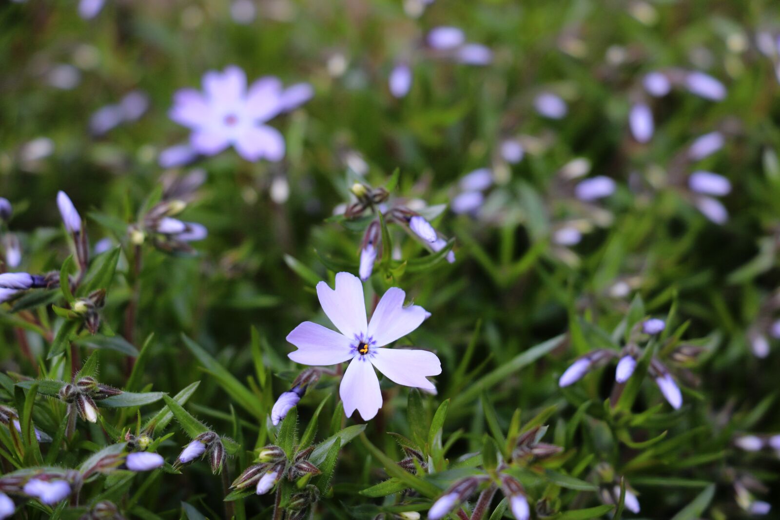 Canon EOS 750D (EOS Rebel T6i / EOS Kiss X8i) sample photo. Phlox, flower, garden photography
