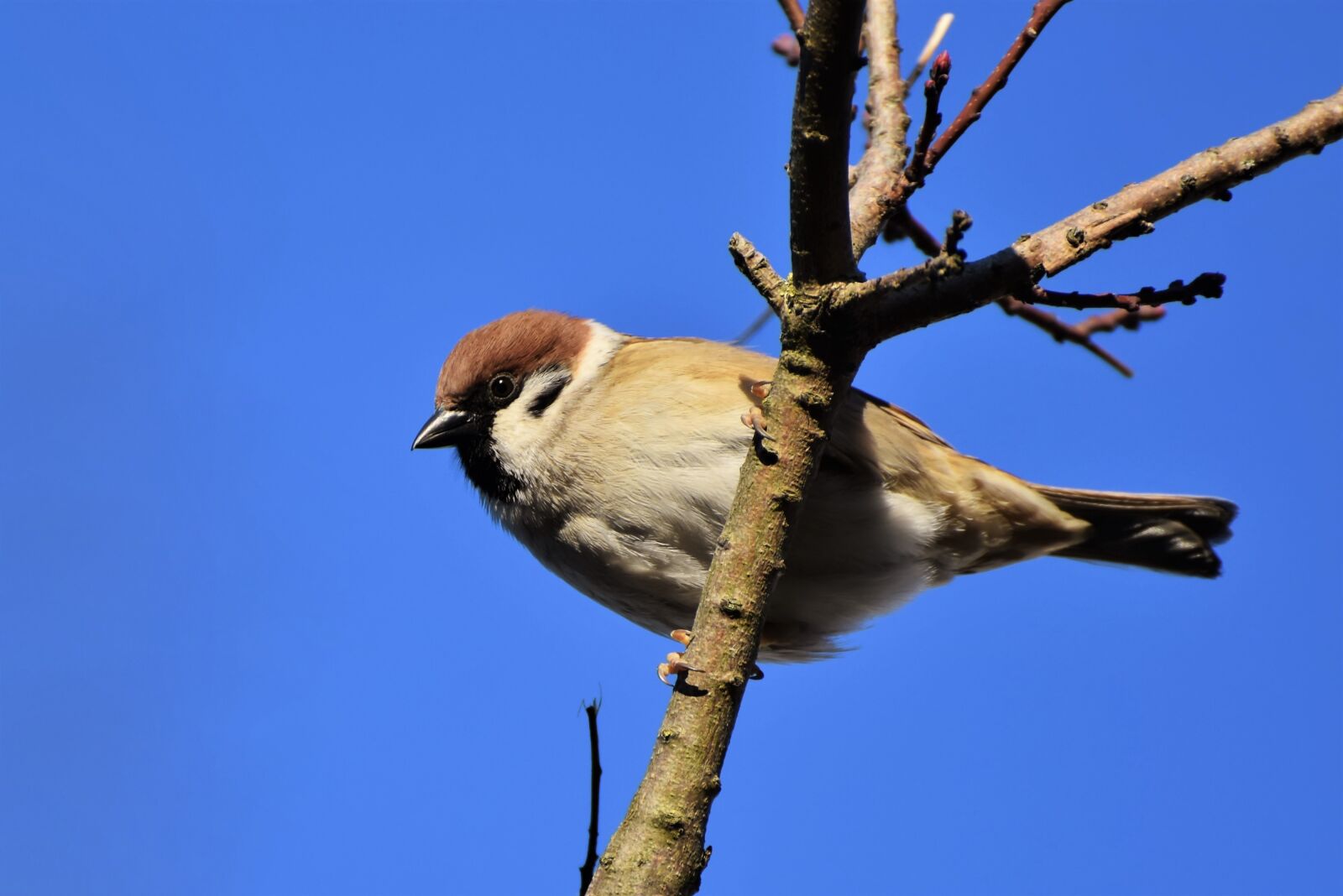 Nikon D7200 sample photo. Sparrow, sperling, bird photography