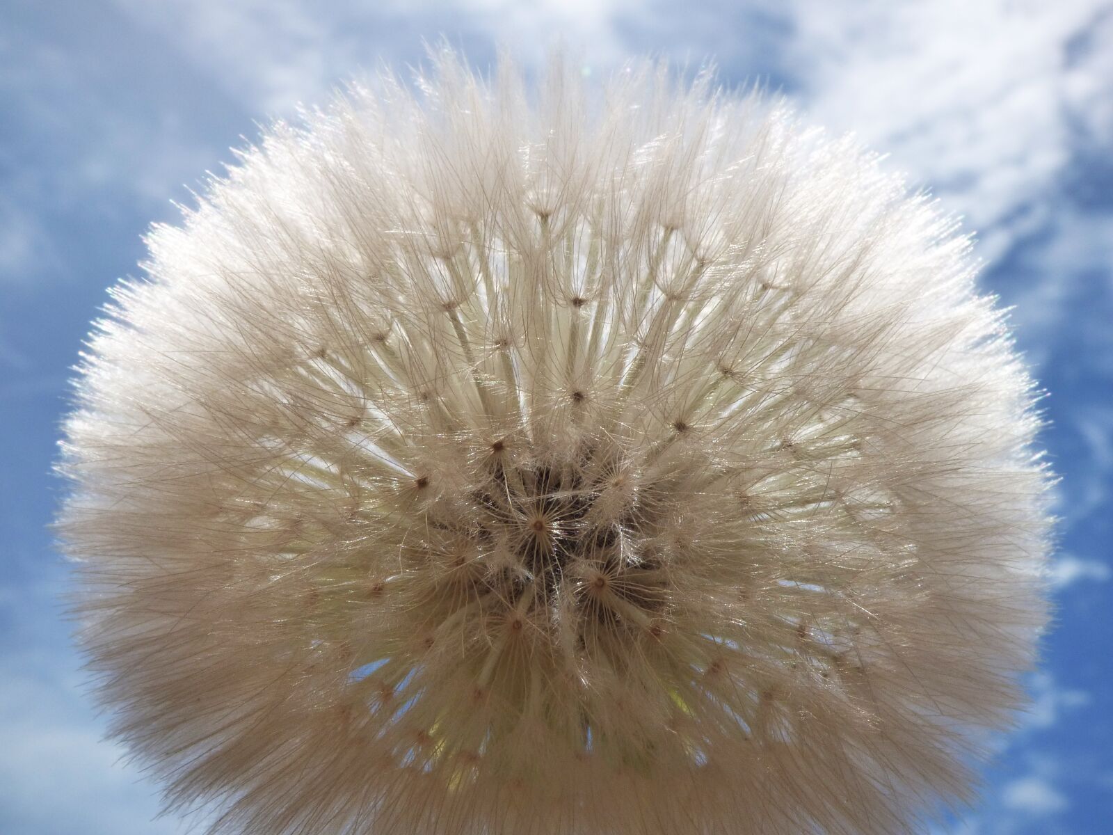 Panasonic Lumix DMC-FZ70 sample photo. Dandelion, seeds, angelitos photography
