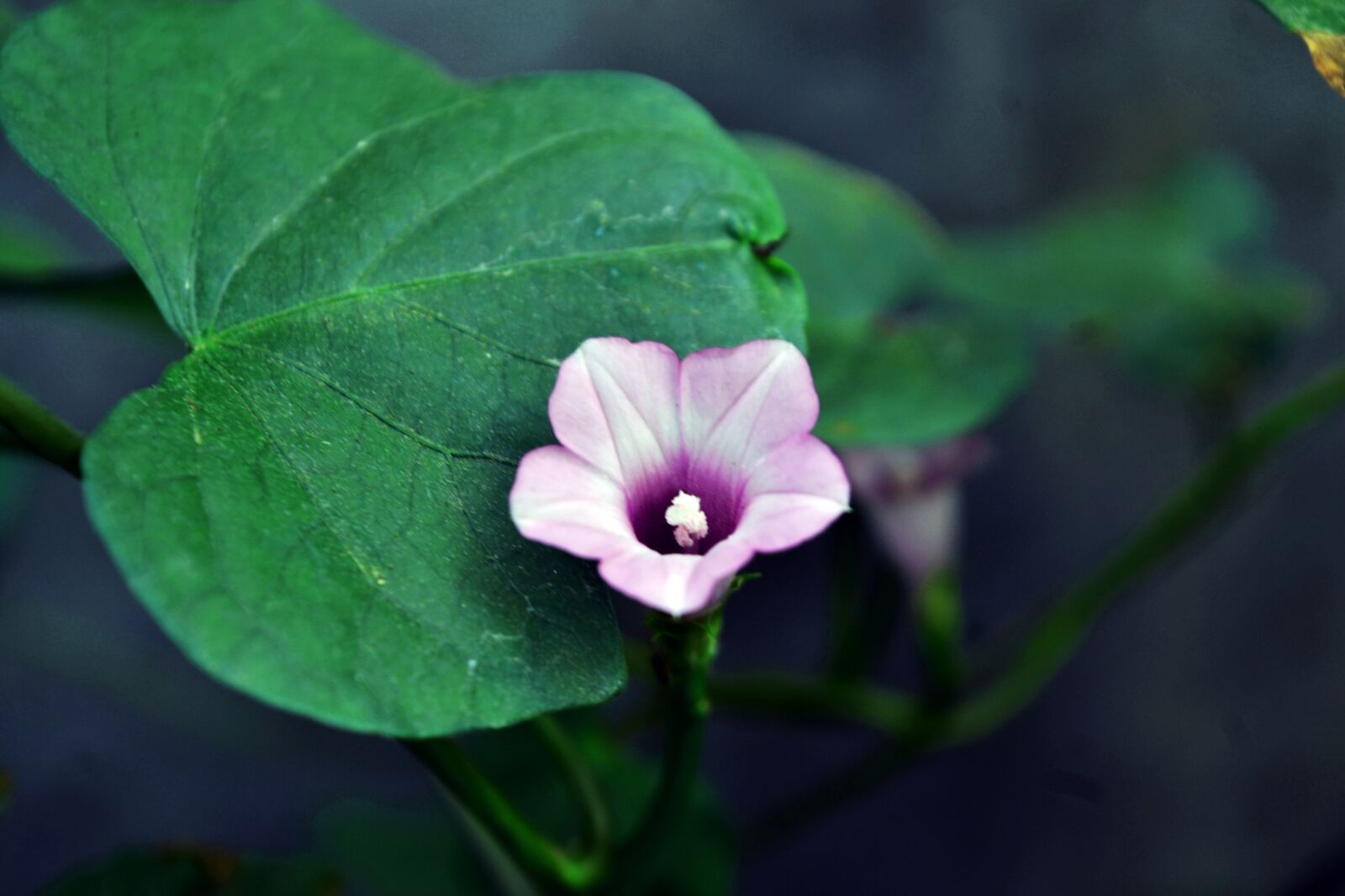 Nikon D3100 sample photo. Flower, landscape, nature photography