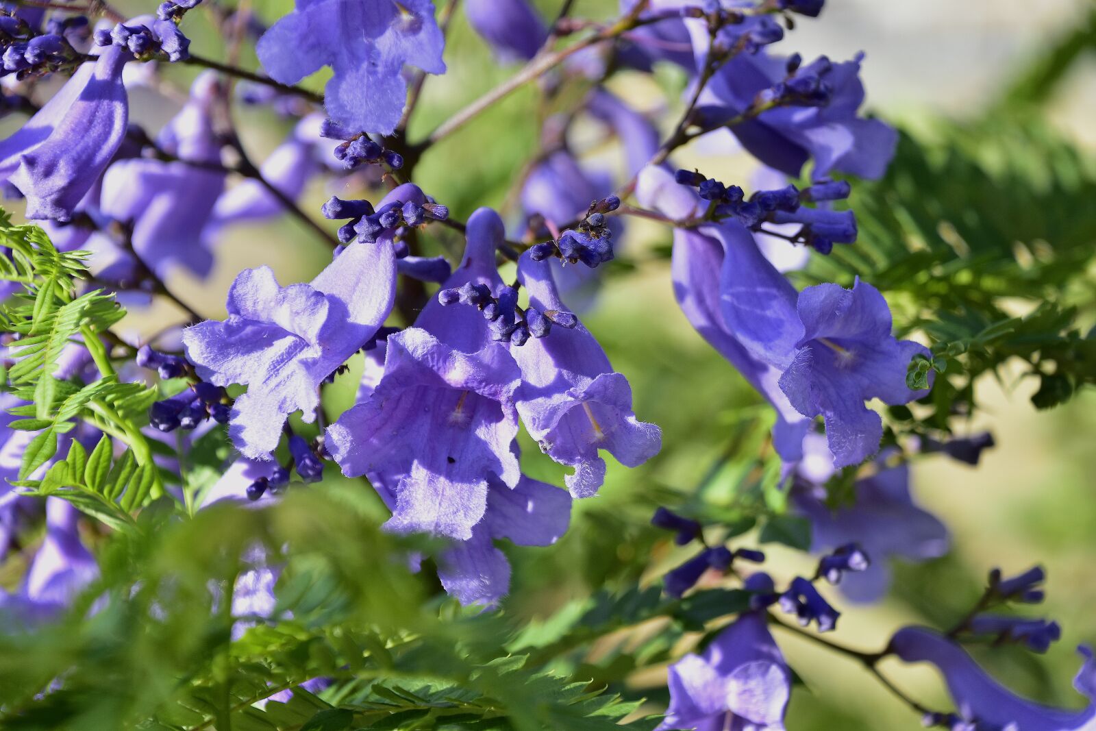 Nikon D7200 sample photo. Flora, garden, nature photography