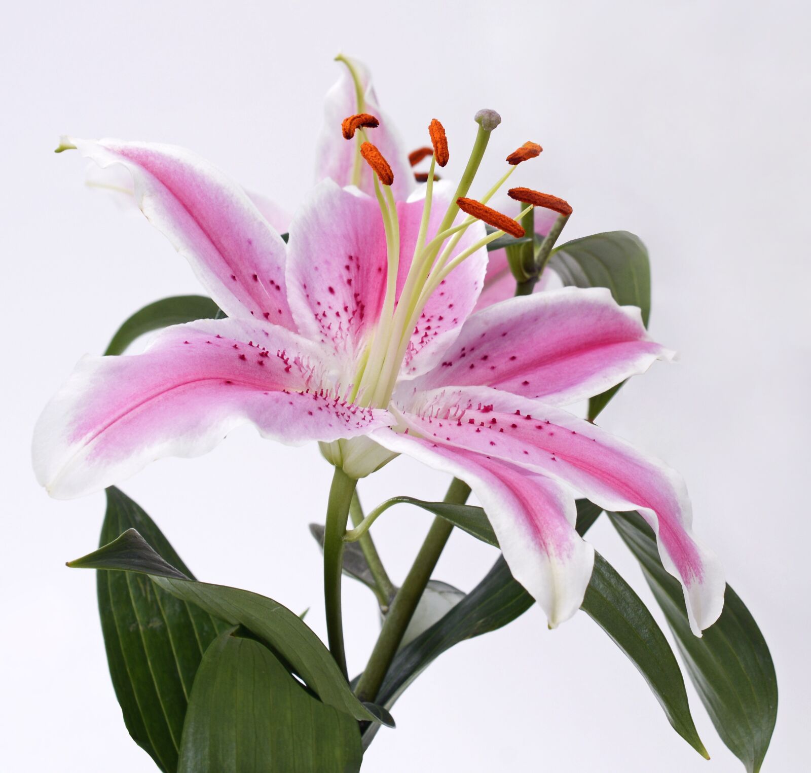 Nikon D7100 sample photo. Lily, blossom, bloom photography