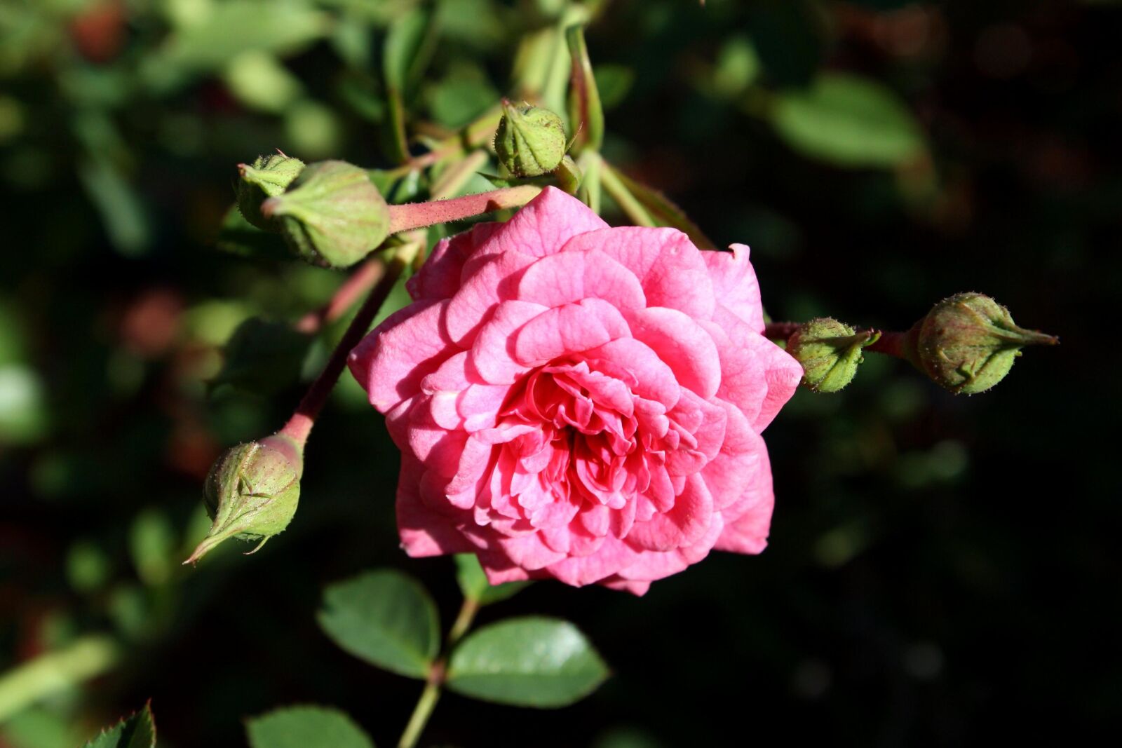 f/3.5-5.6 IS sample photo. Bright pink rose, flower photography