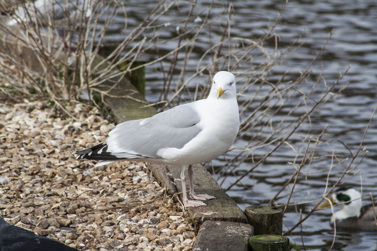 Canon EOS 350D (EOS Digital Rebel XT / EOS Kiss Digital N) sample photo. Bird, fauna, seagull photography