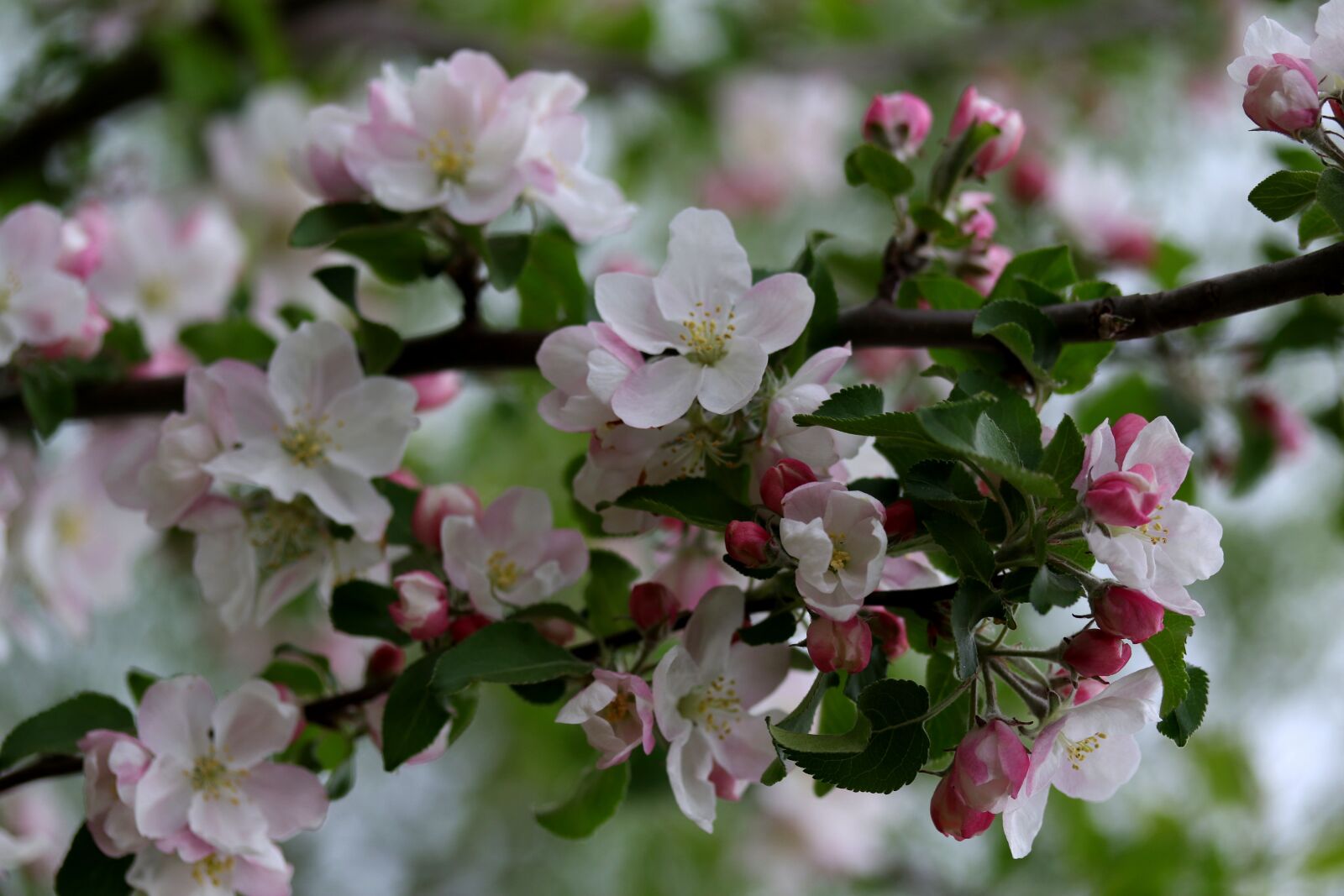 Canon EF-S 60mm F2.8 Macro USM sample photo. Flowers, pink, casey photography