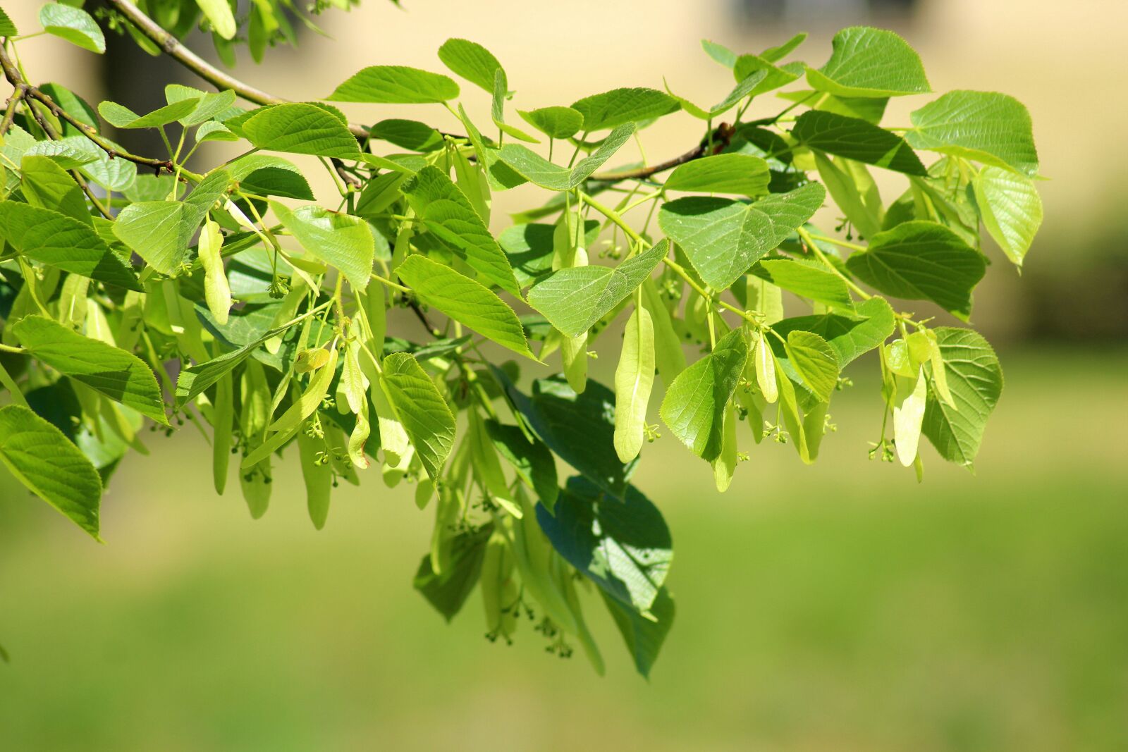 Canon EOS 1200D (EOS Rebel T5 / EOS Kiss X70 / EOS Hi) sample photo. Lipa, tree, sprig photography