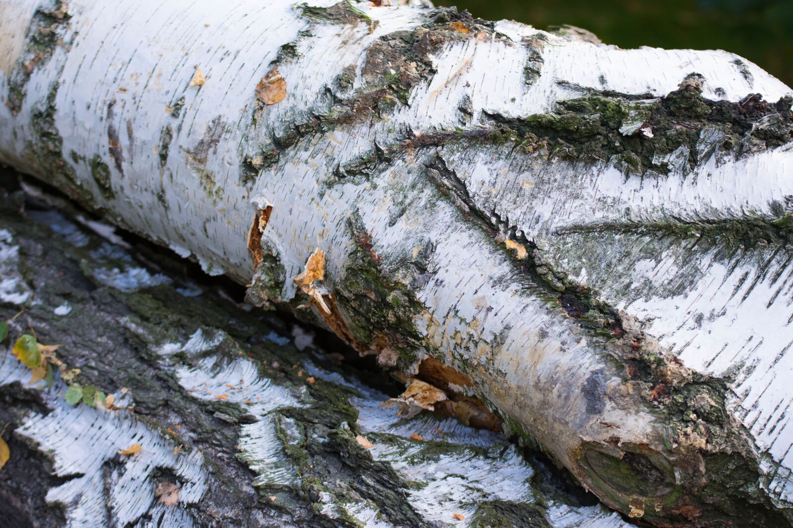 Nikon D7200 sample photo. The bark, tree, birch photography