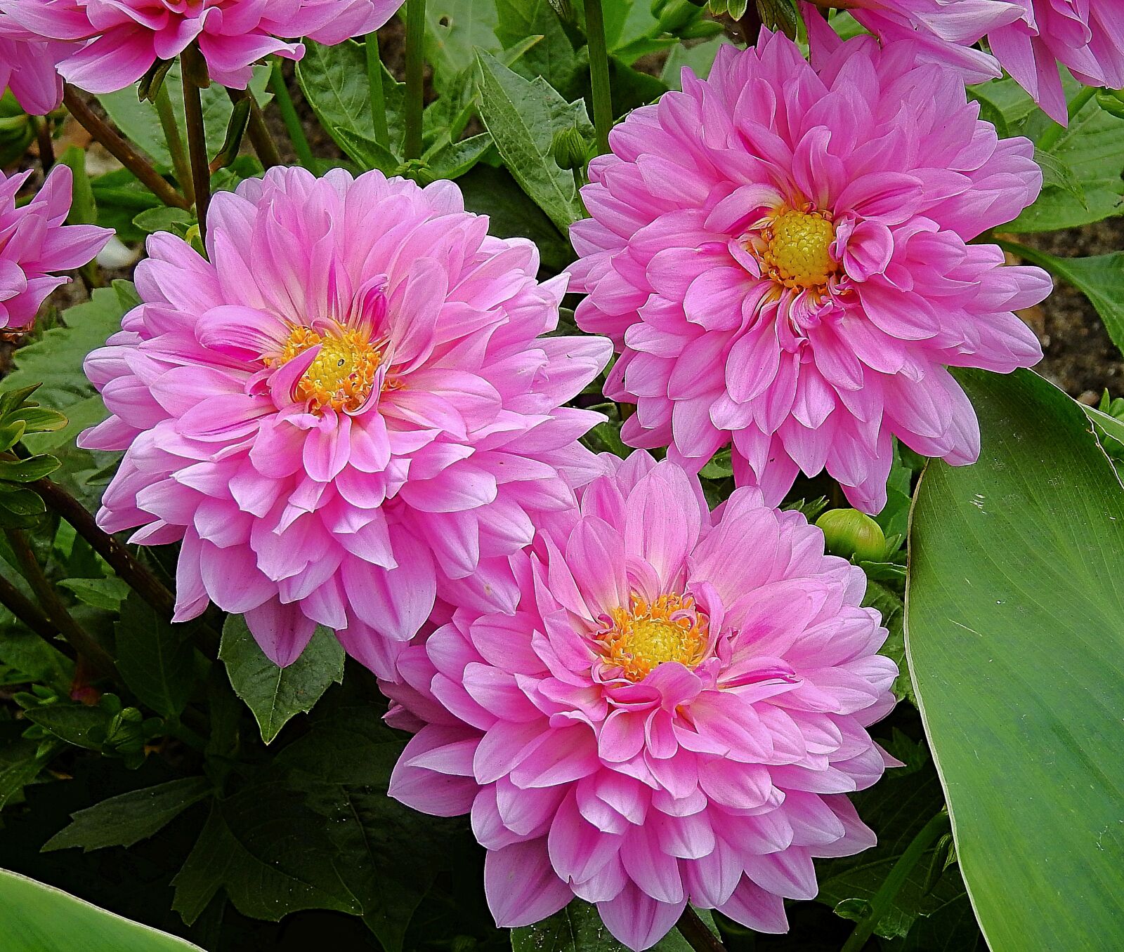 Nikon Coolpix P900 sample photo. Flowers, the beauty of photography