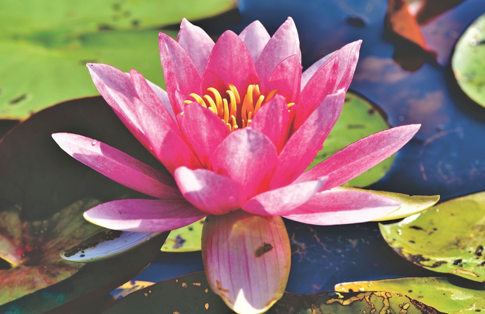 Nikon D7200 sample photo. Water lily, aquatic plant photography