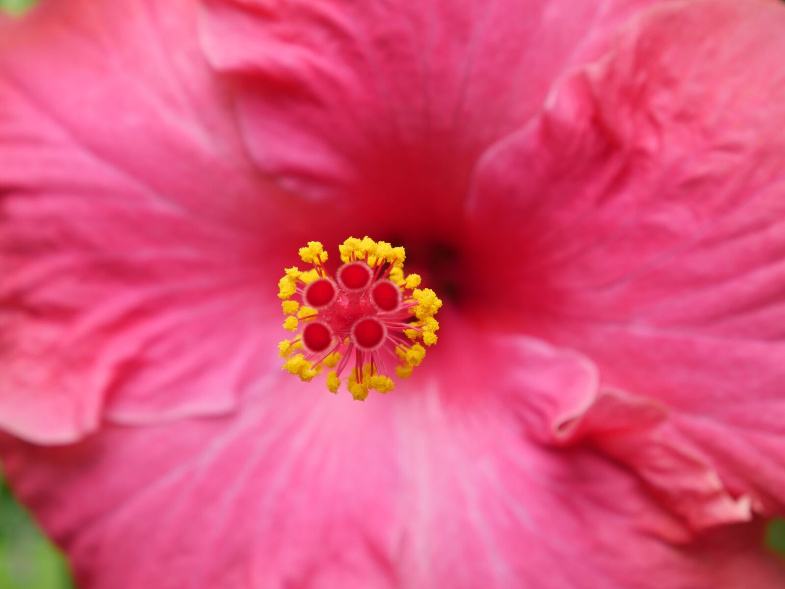 Panasonic Lumix DMC-G7 sample photo. Hibiscus, flower, spring photography
