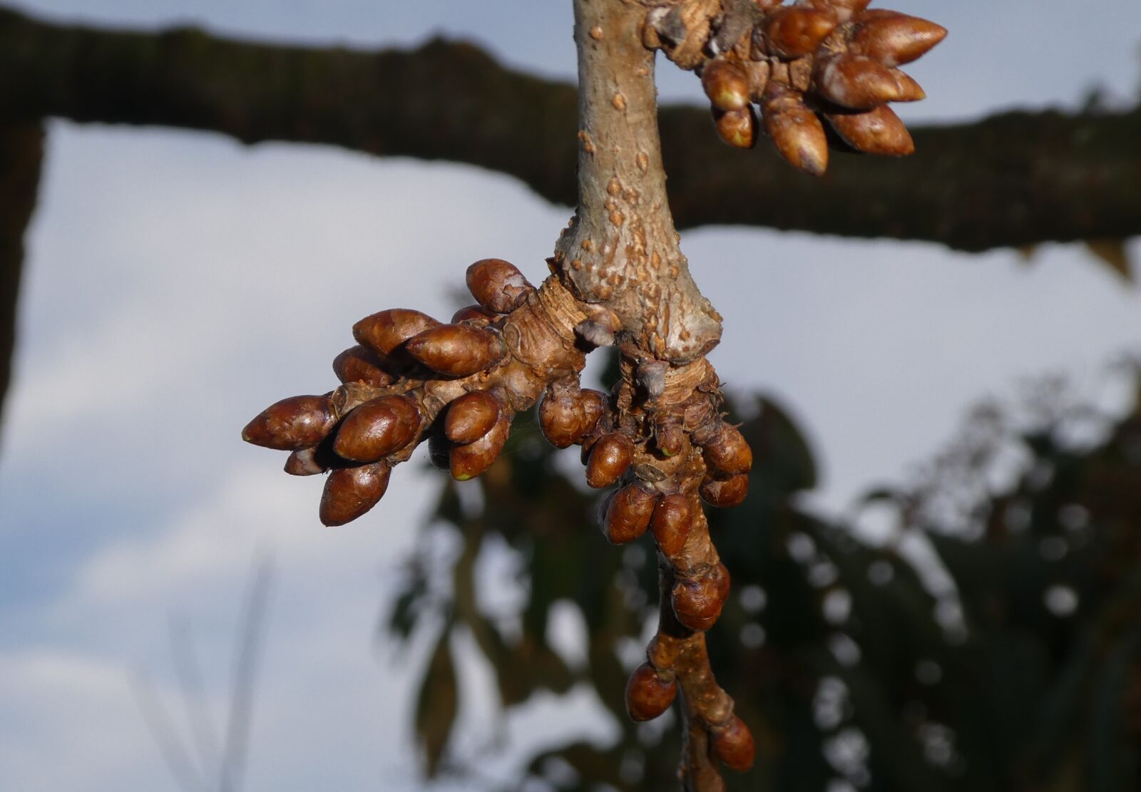 Panasonic DMC-TZ81 sample photo. Bud, nature, tree photography