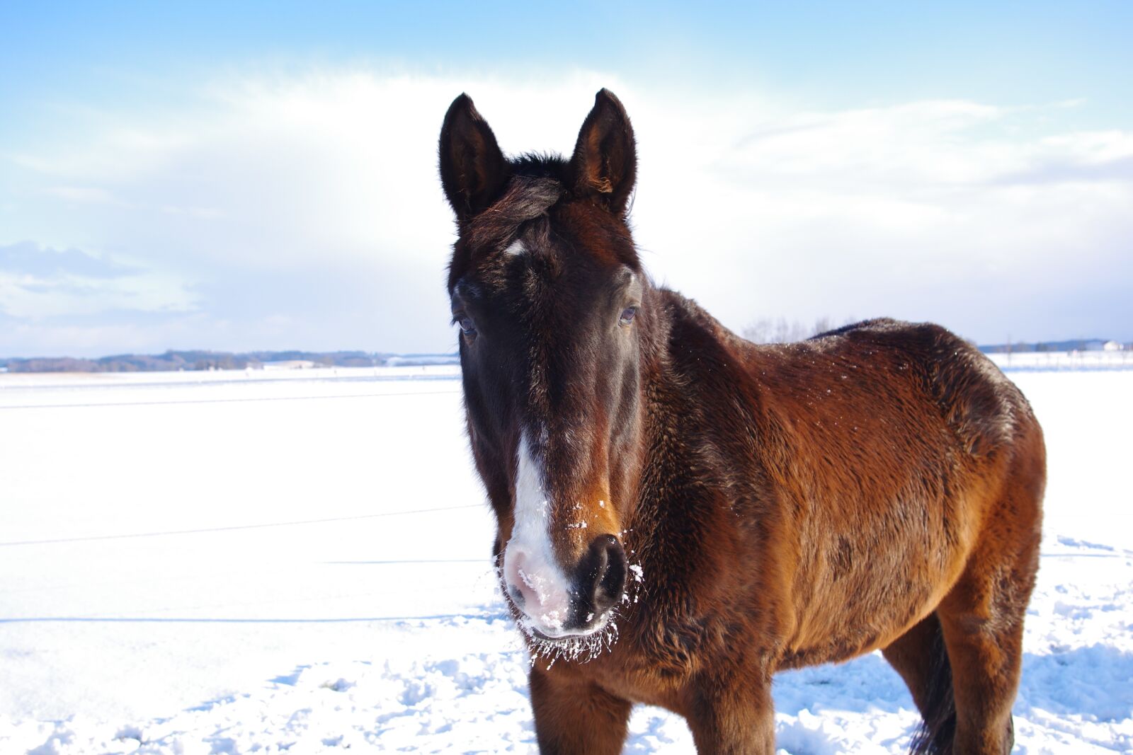 Pentax K-5 II sample photo. Horse, winter, snow photography
