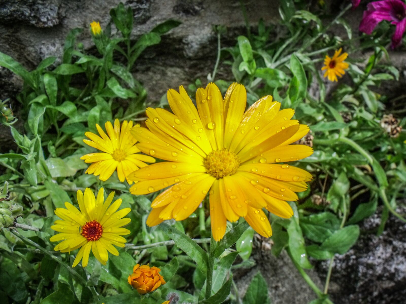 Fujifilm FinePix S1500 sample photo. Flower, plant, nature photography