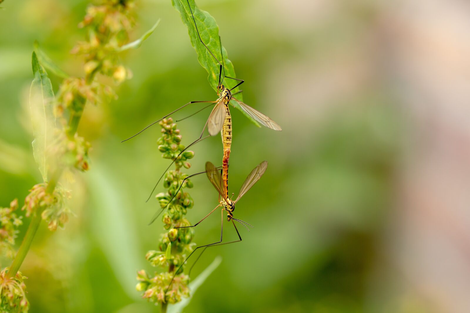 Canon EOS 750D (EOS Rebel T6i / EOS Kiss X8i) + Canon EF-S 60mm F2.8 Macro USM sample photo. Daddy longlegs, insect, mosquitoes photography