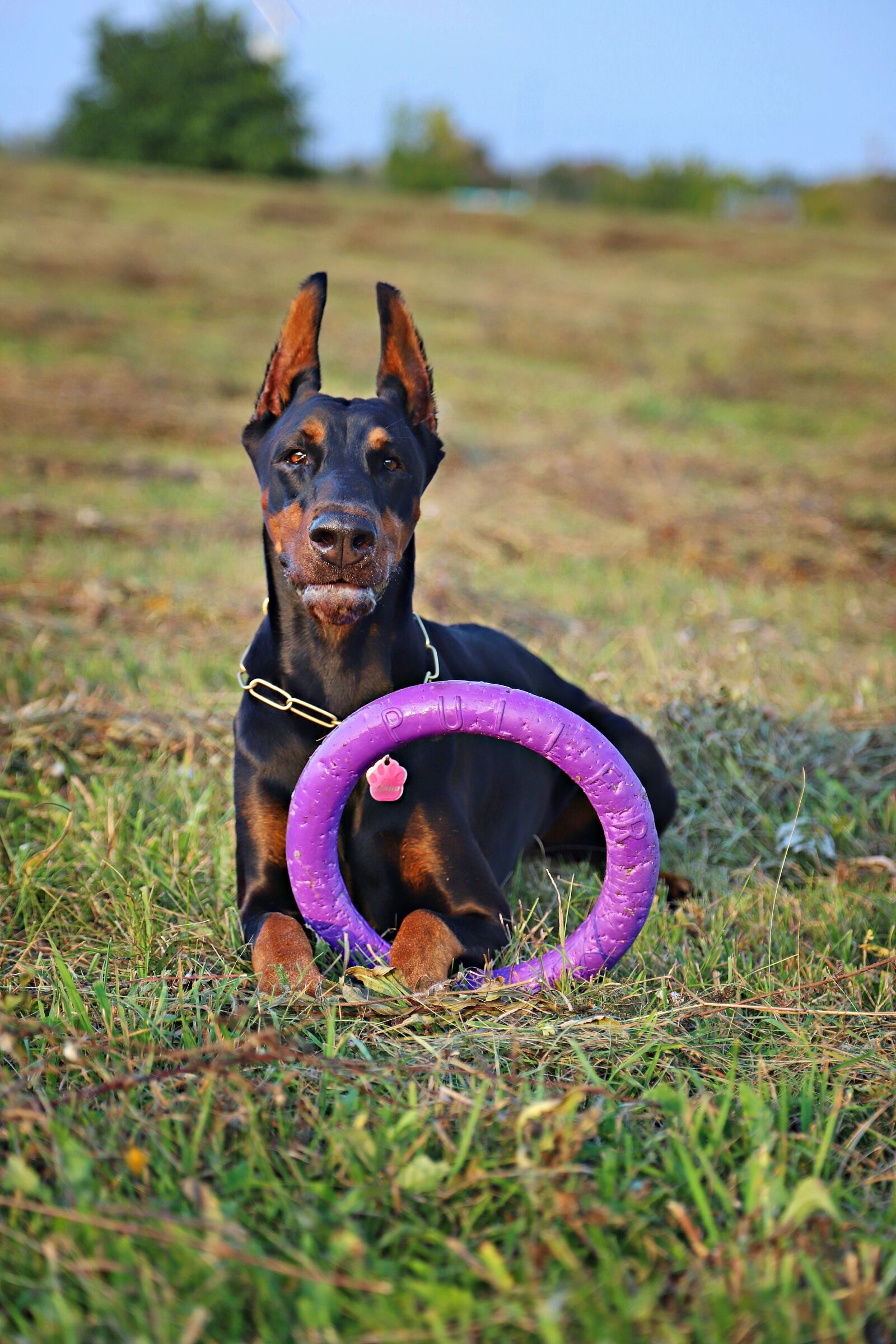 Canon EOS 6D Mark II sample photo. Doberman, dog, hoop photography