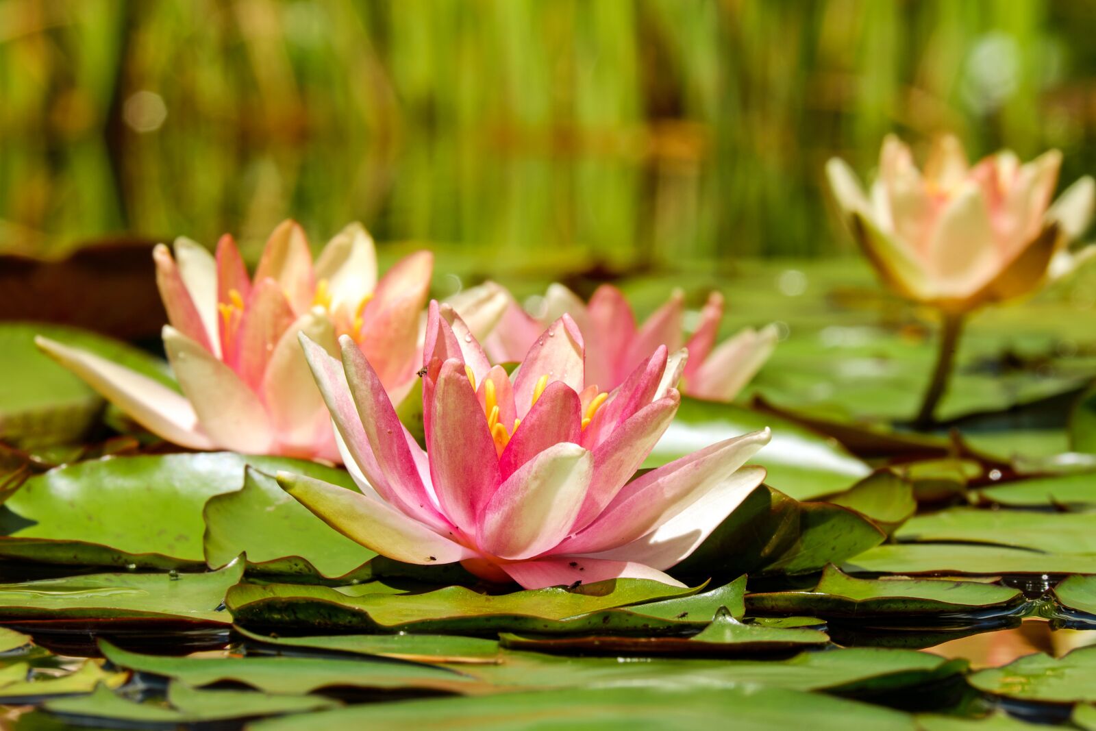 Fujifilm X-T10 + Fujifilm XC 50-230mm F4.5-6.7 OIS sample photo. Water lily, flower, blossom photography