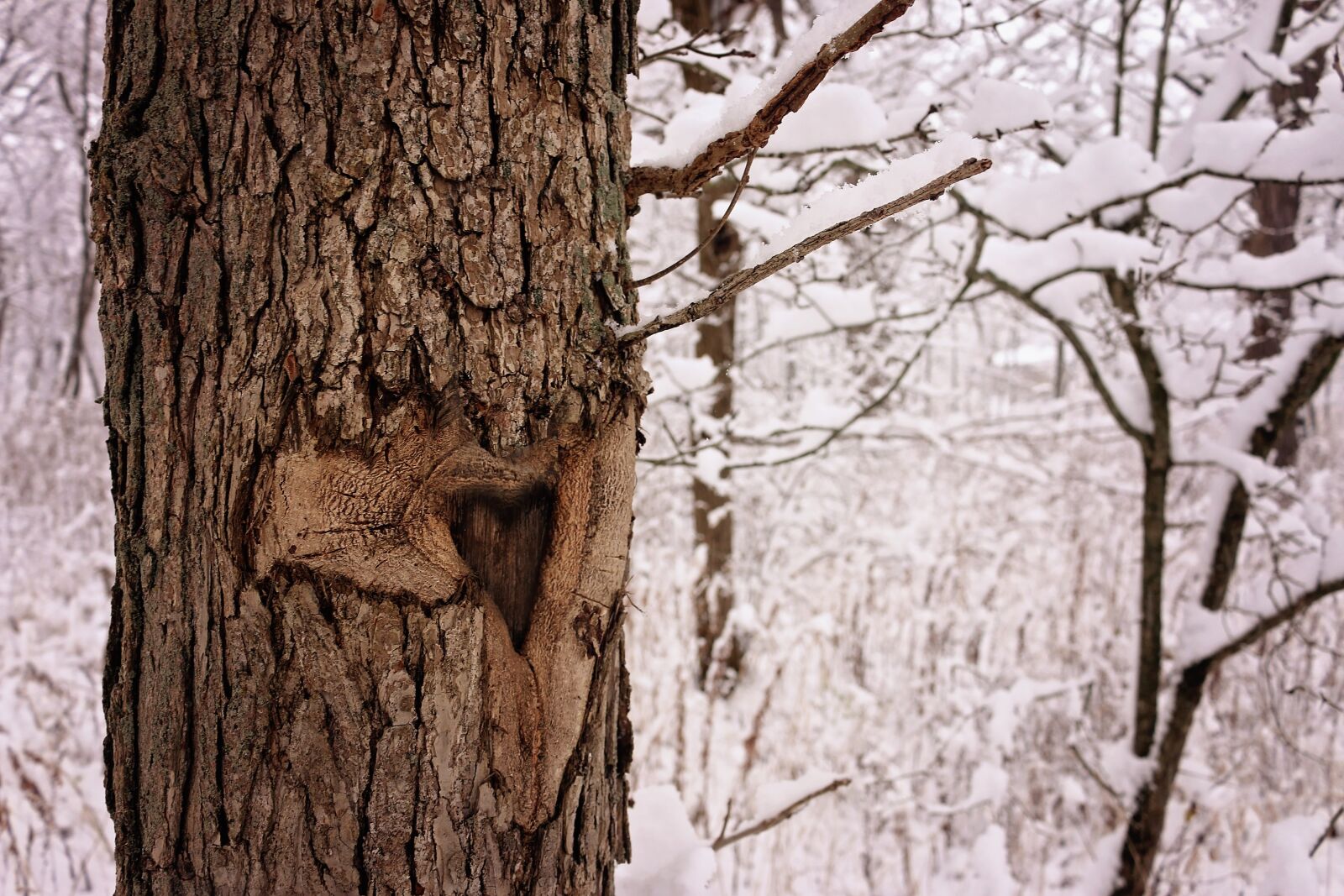 Canon EOS 70D sample photo. Love, tree, brown photography