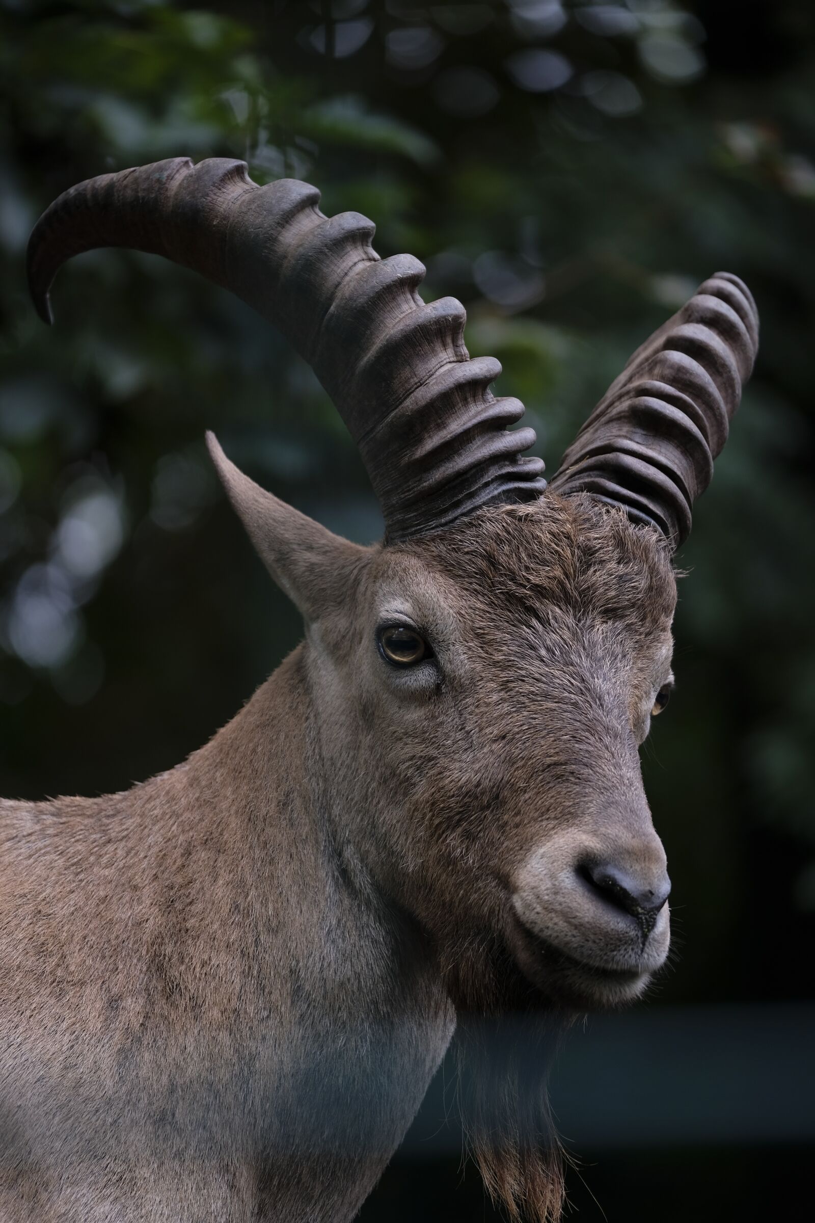 Fujifilm XF 50-140mm F2.8 R LM OIS WR sample photo. Capricorn, goat, animal photography
