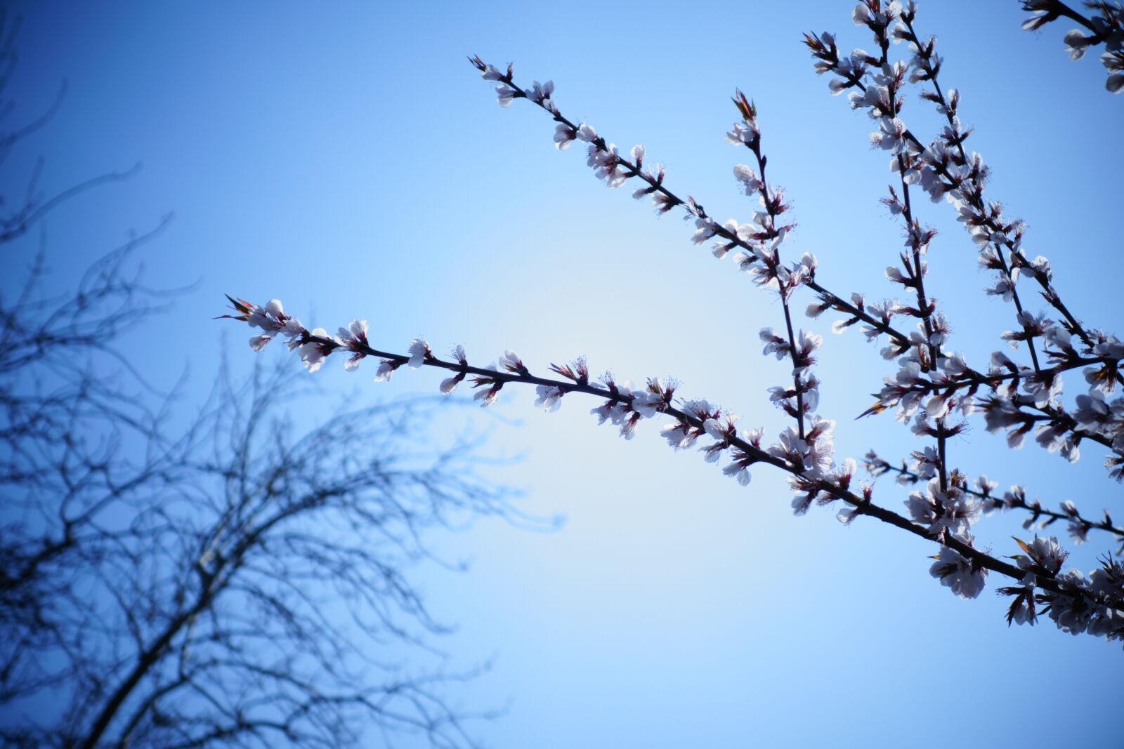 Sony Cyber-shot DSC-RX100 II sample photo. Tree, branch, sky photography