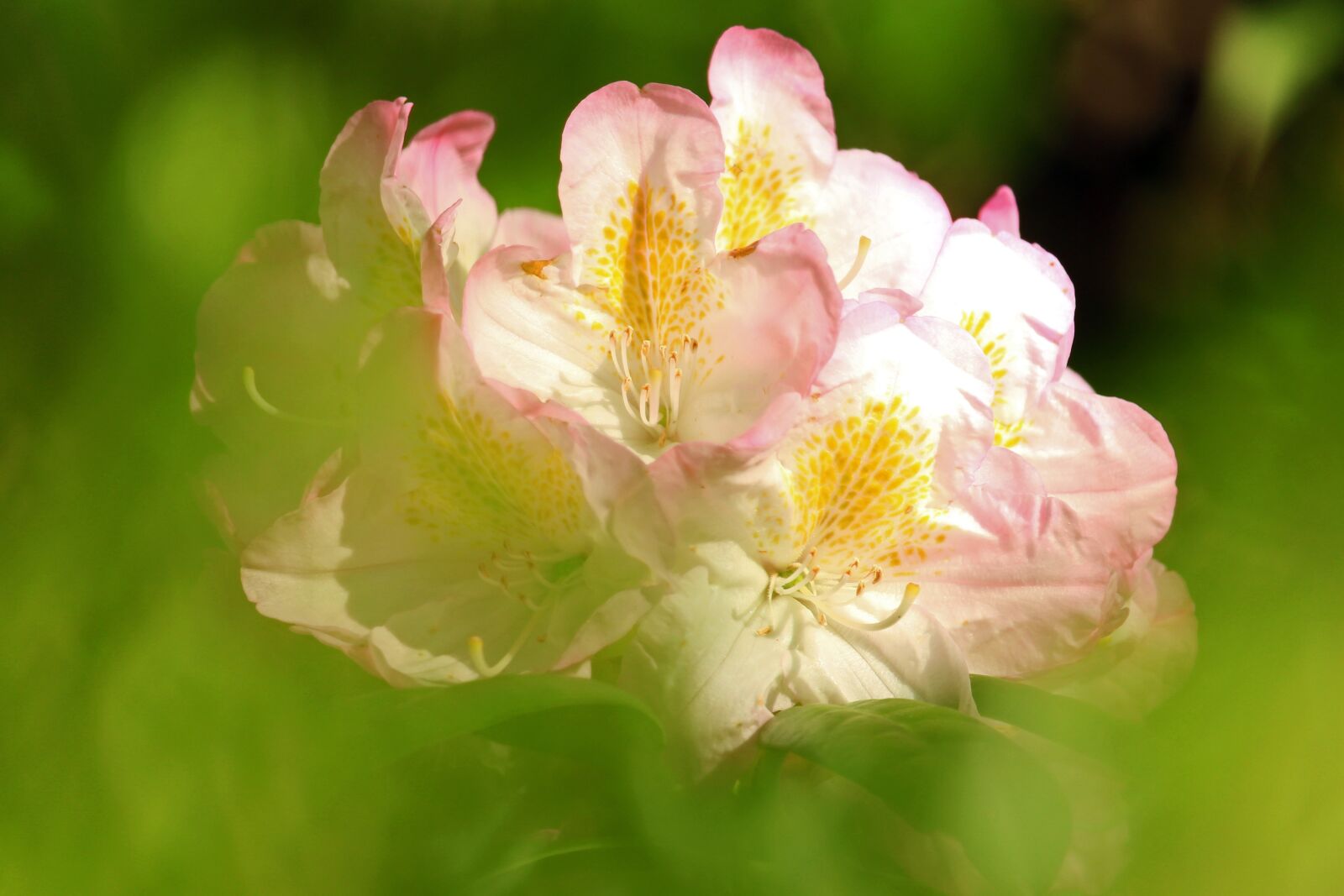 Canon EOS 700D (EOS Rebel T5i / EOS Kiss X7i) sample photo. Rhododendron, spring, garden photography