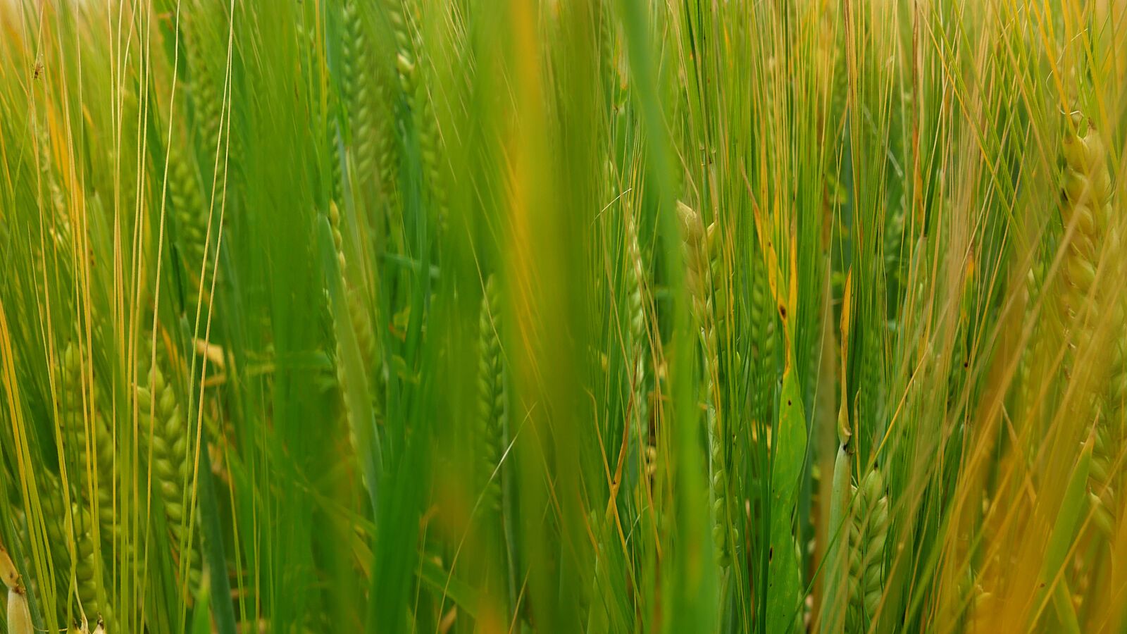 Panasonic Lumix DMC-GX85 (Lumix DMC-GX80 / Lumix DMC-GX7 Mark II) sample photo. Agriculture, cereal, food photography