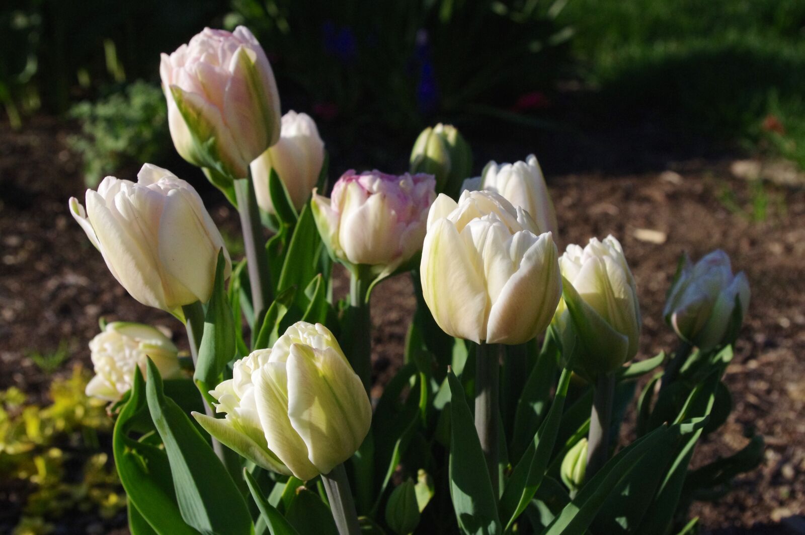 Pentax K-r sample photo. Tulips, garden, white photography
