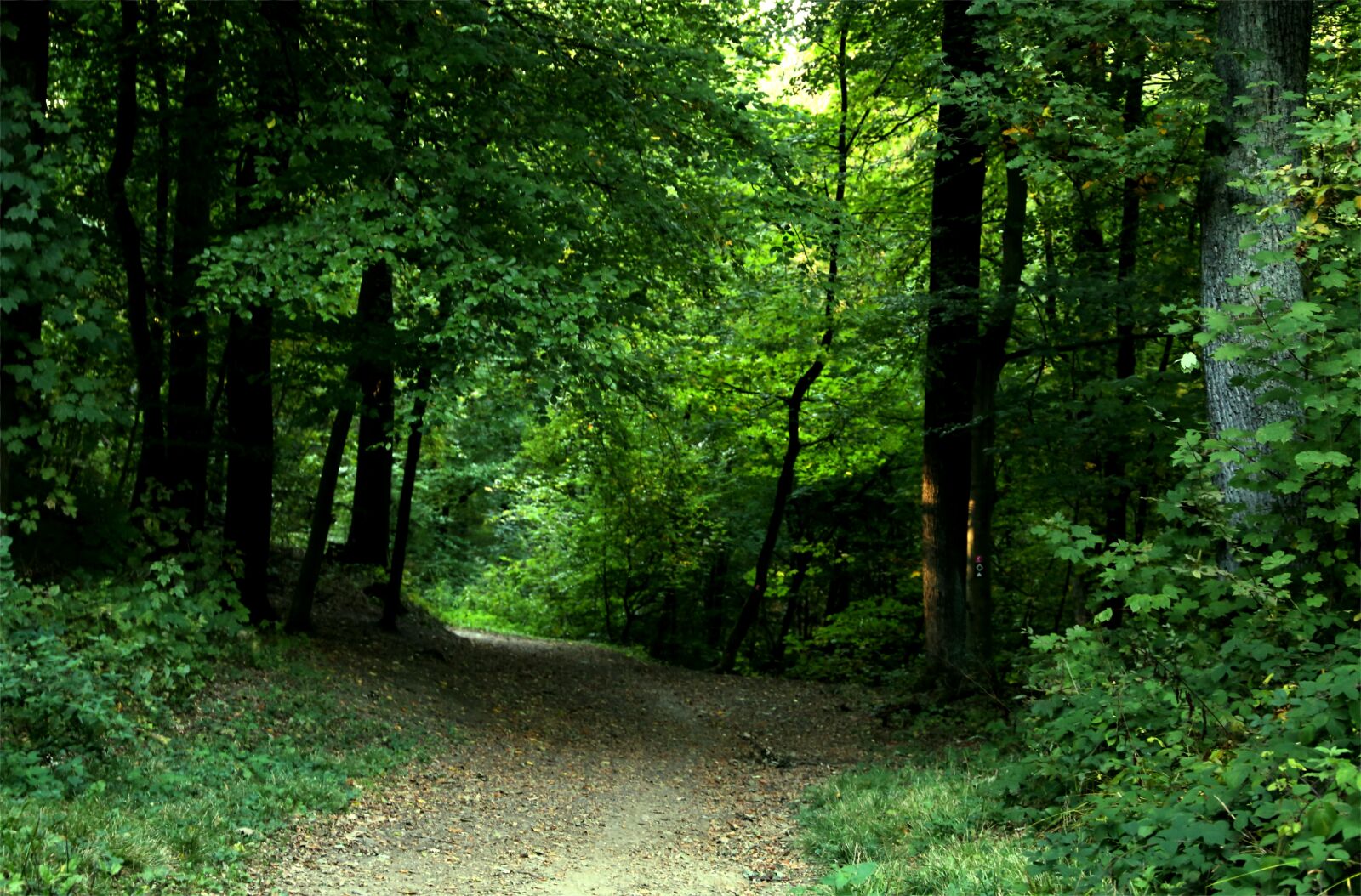Canon EF 24-105mm F3.5-5.6 IS STM sample photo. Forest, leaves, nature photography