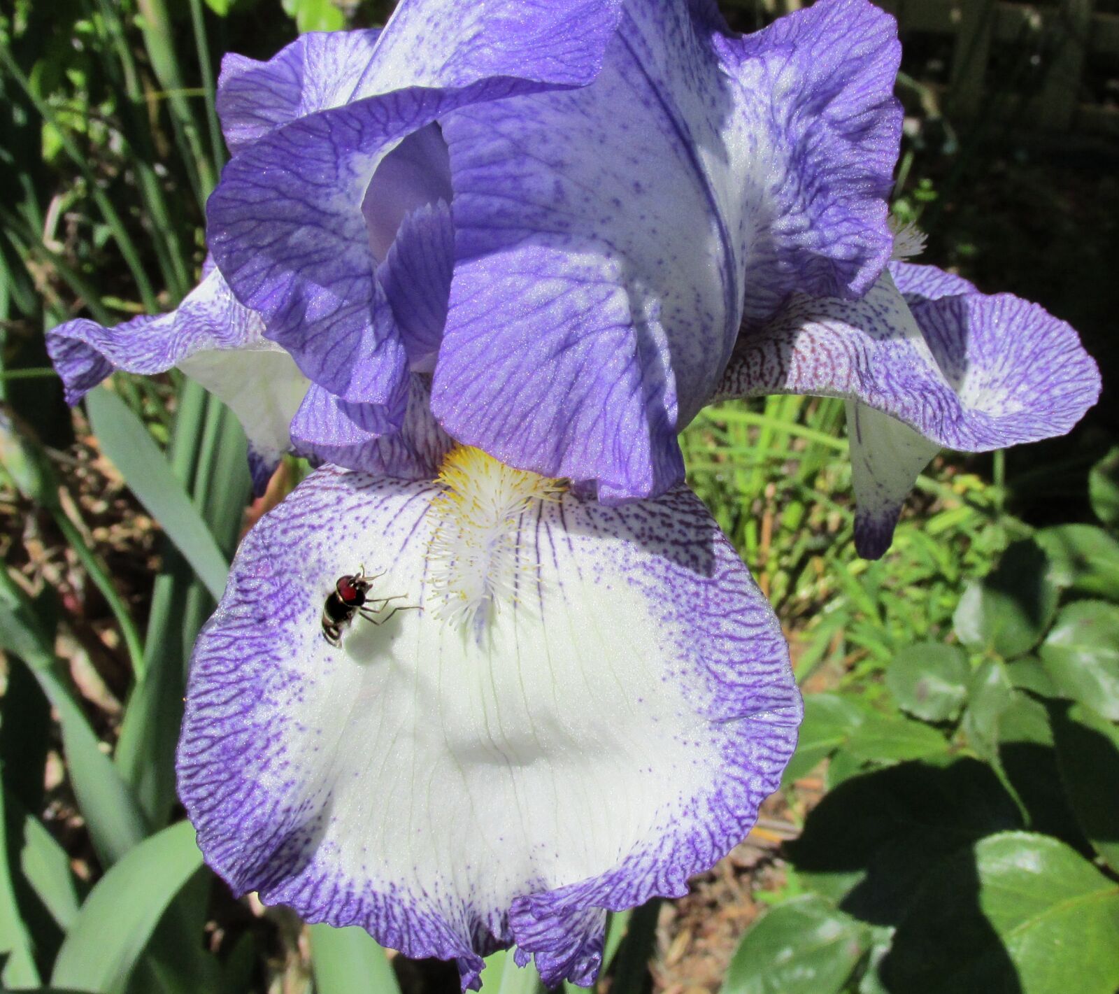 Canon PowerShot SX170 IS sample photo. Fly, insect, flower photography