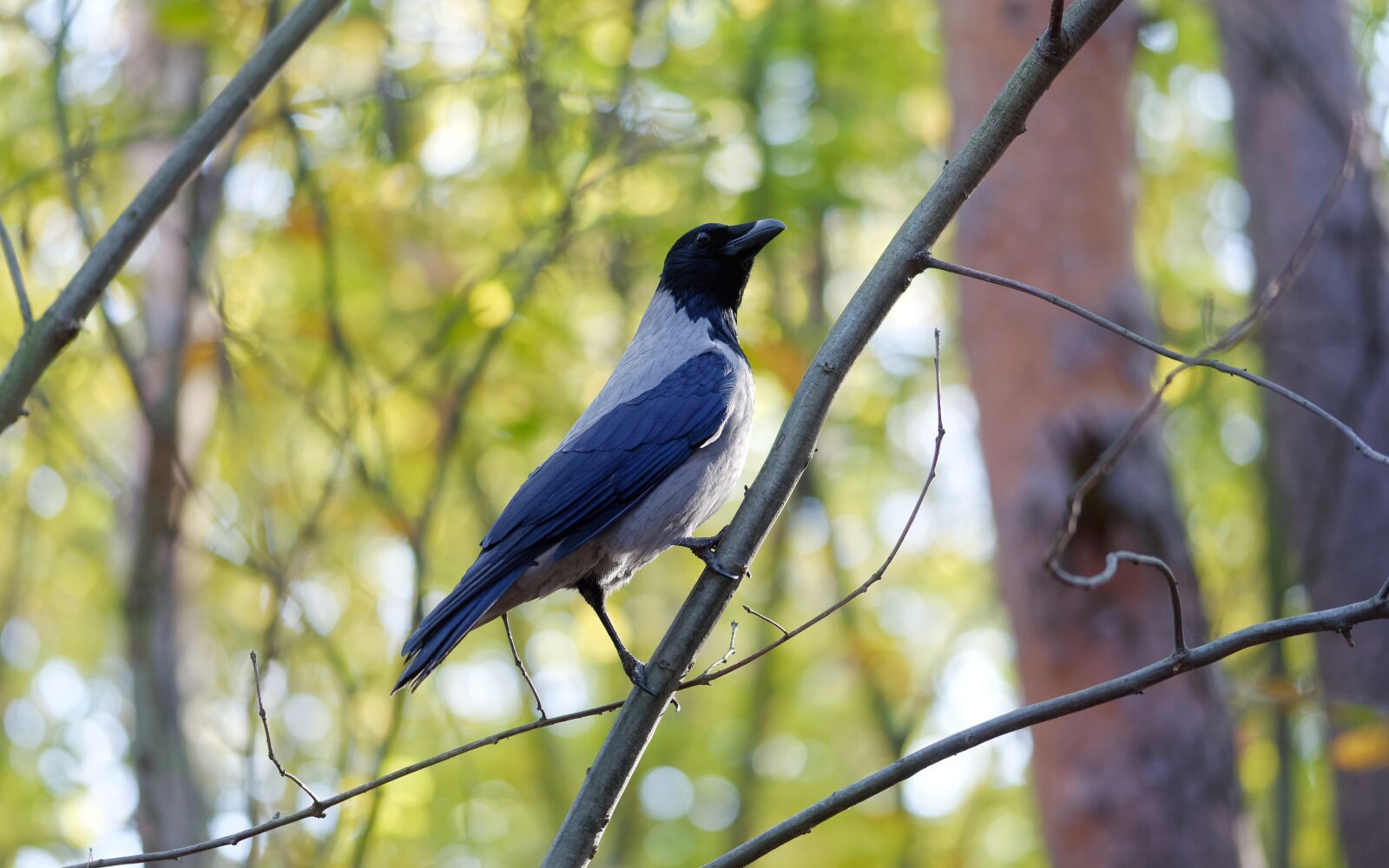 Nikon D5100 sample photo. Bird, corvid, crow photography