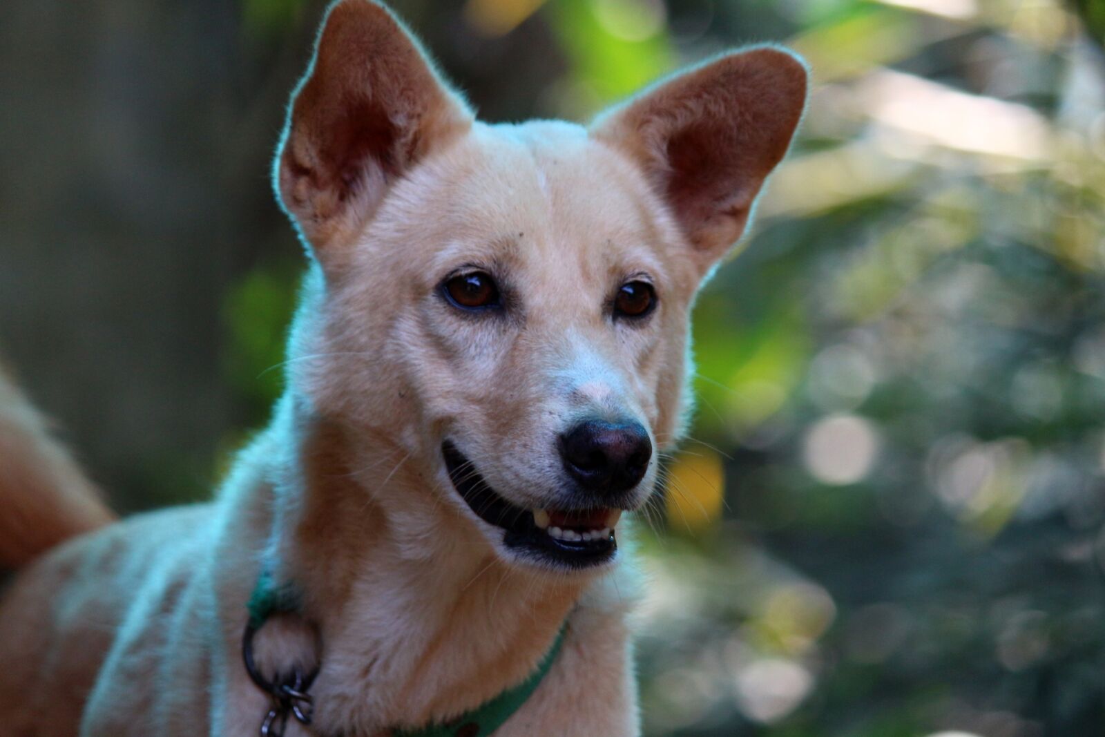 Canon EF-S 55-250mm F4-5.6 IS II sample photo. Dog, pet, animal photography