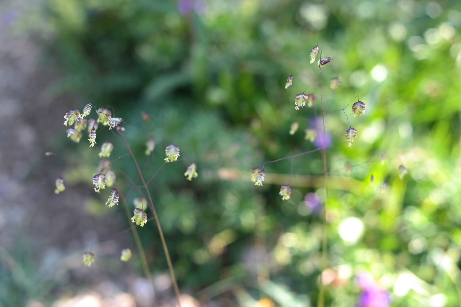Samsung NX300 sample photo. Quaking grass, briza media photography