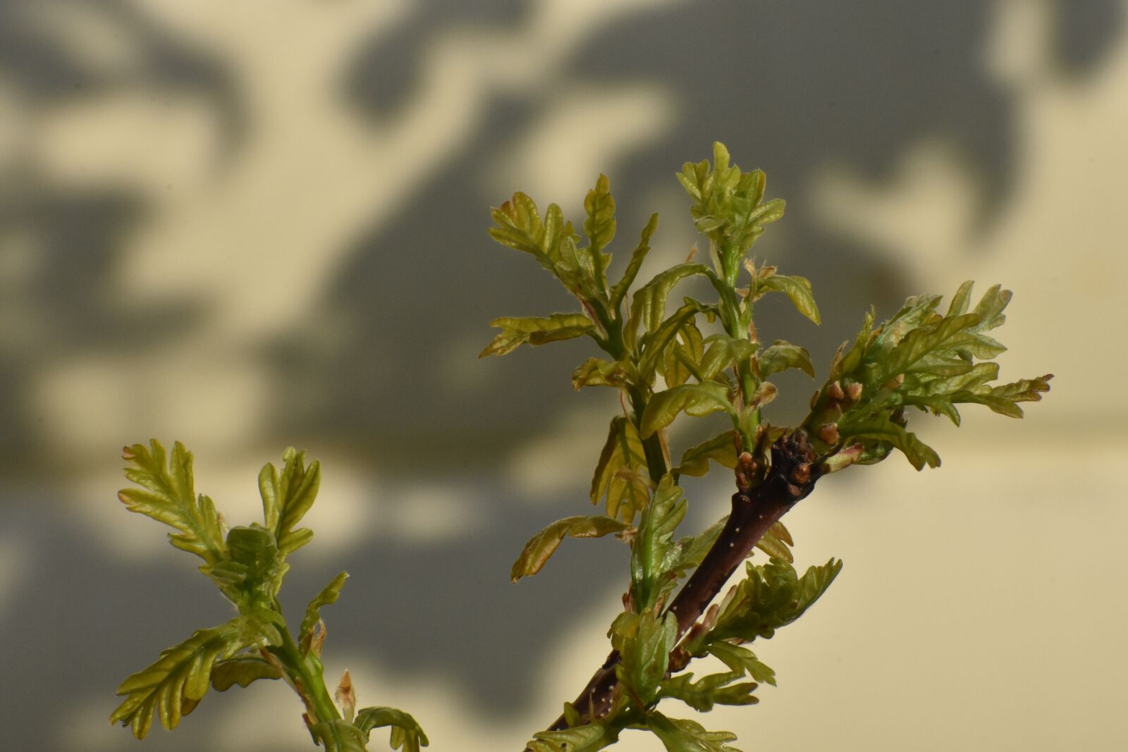 Nikon D3400 sample photo. Spring, oak, shoots photography