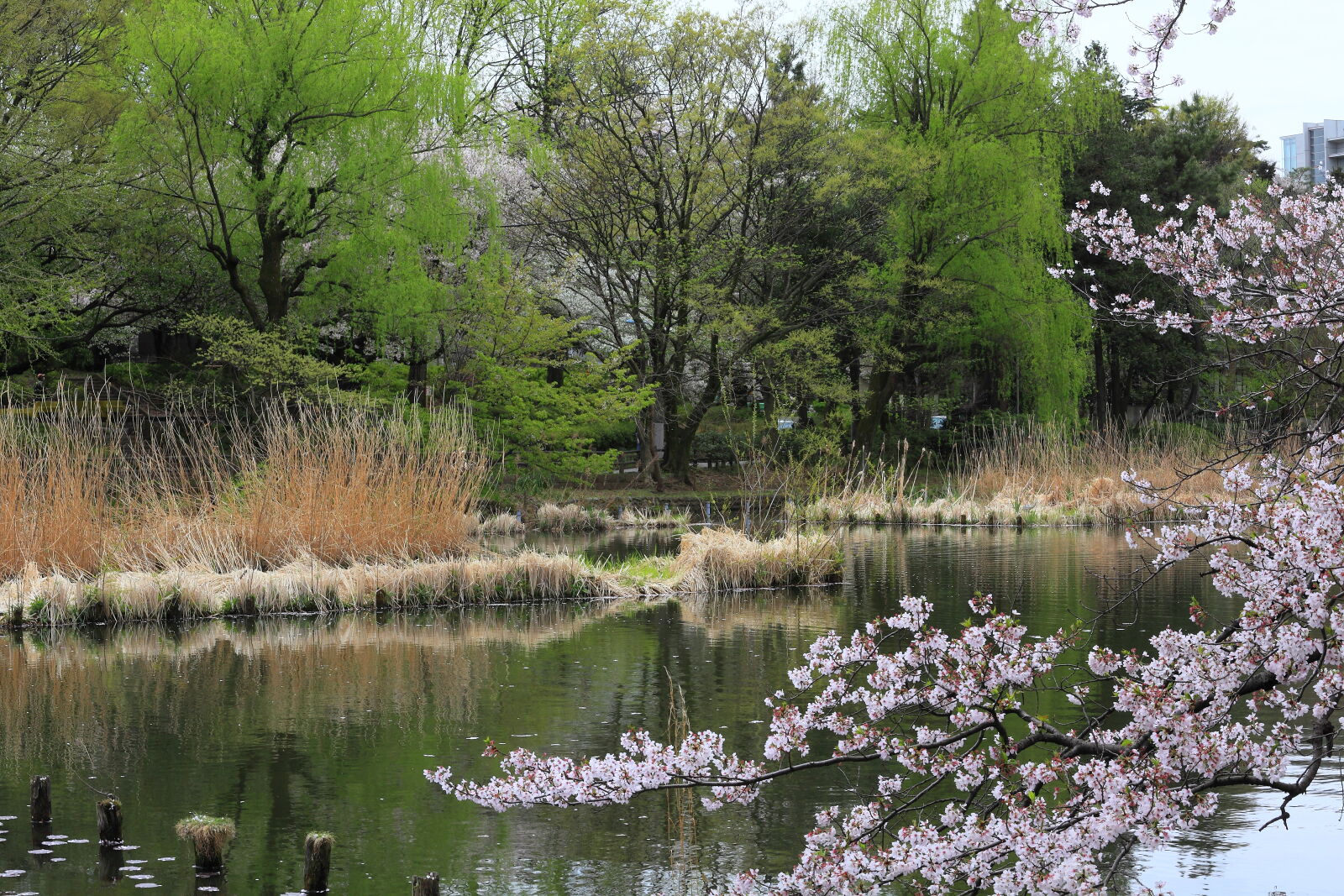 Canon EF 70-200mm F4L IS USM sample photo. Blossoms, brown, calm, cherry photography