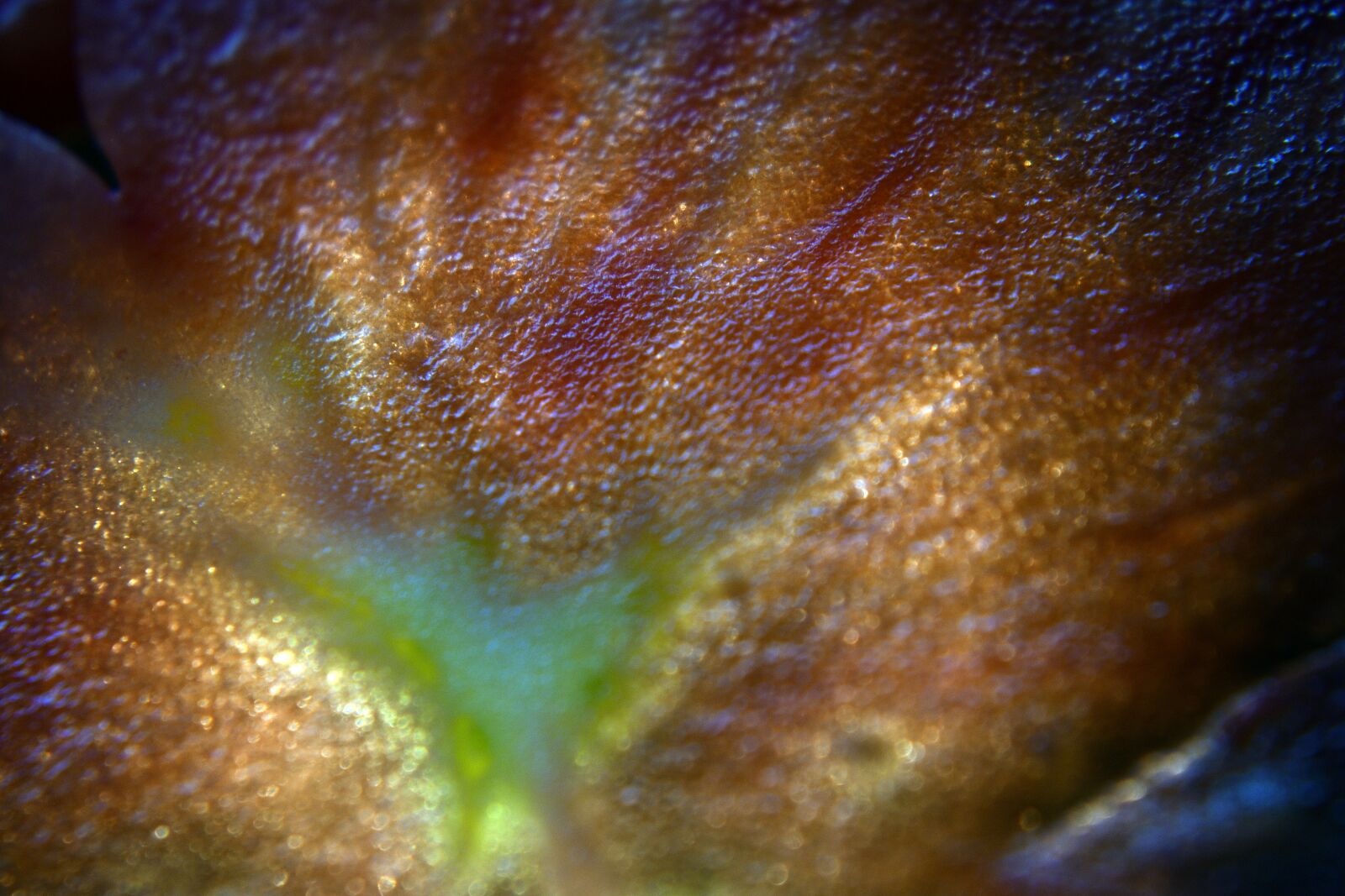 Nikon D3400 sample photo. Tomato, slice, macro photography