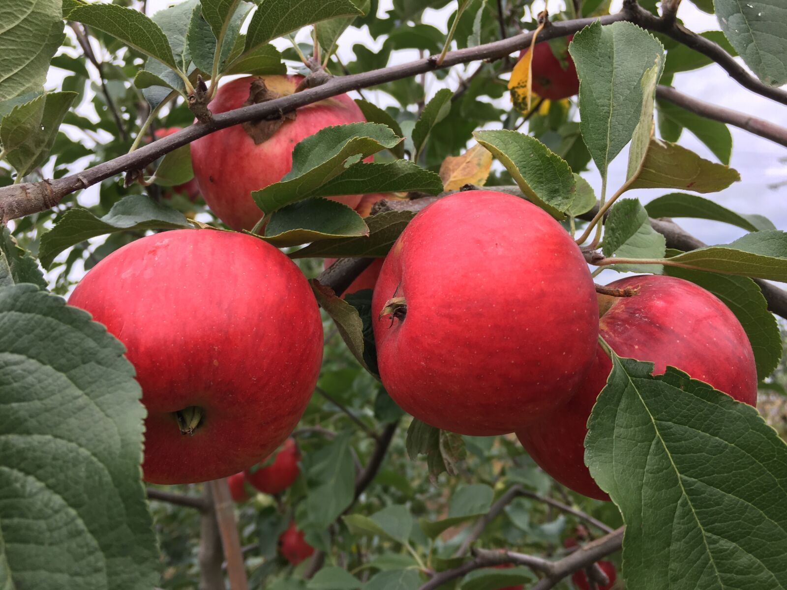 Apple iPhone 6s sample photo. Apple, red, apple tree photography