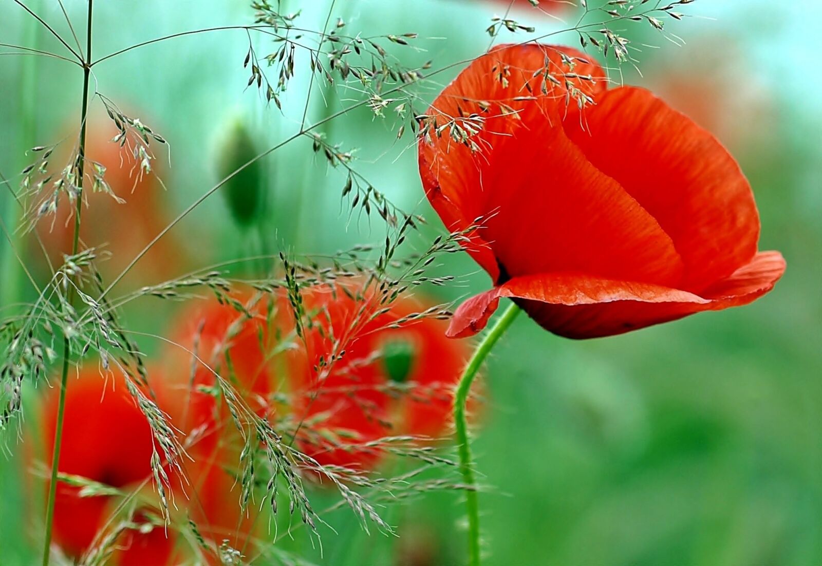 Olympus E-450 (EVOLT E-450) sample photo. Mohnfeld rain in, poppy photography