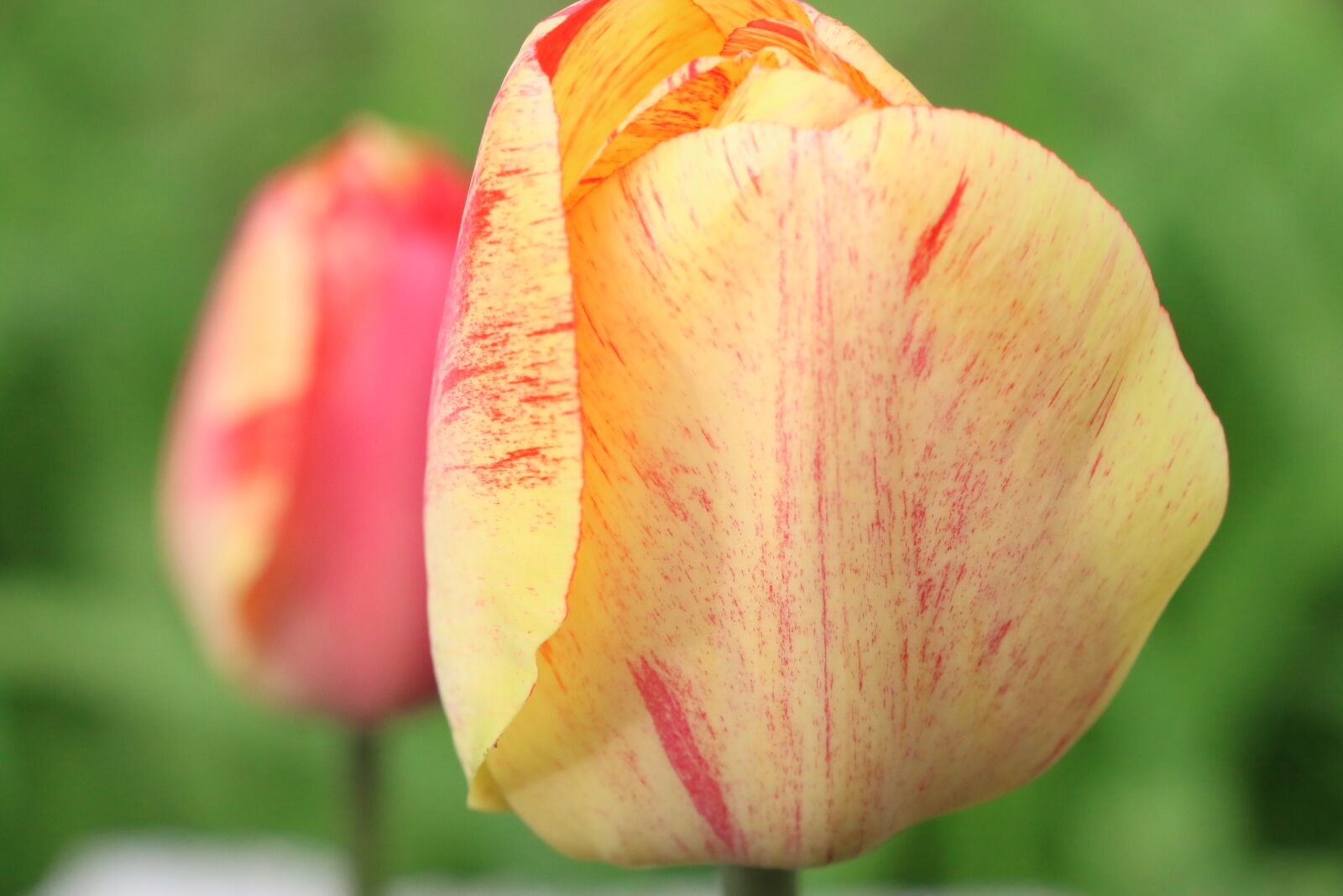 Canon EOS 70D sample photo. Tulips, tulip, flowers photography