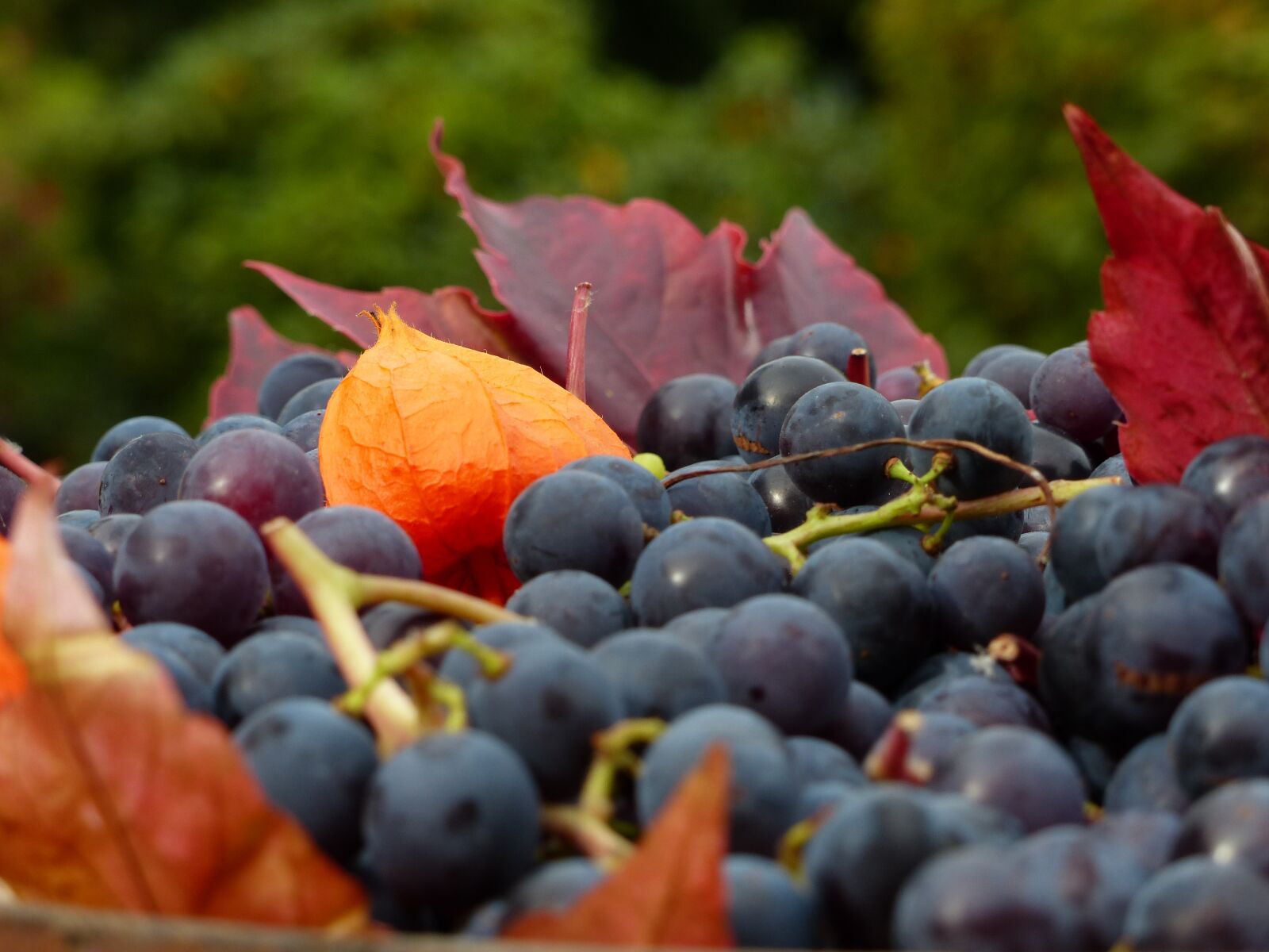 Panasonic Lumix DMC-FZ200 sample photo. Grapes, wine, read photography