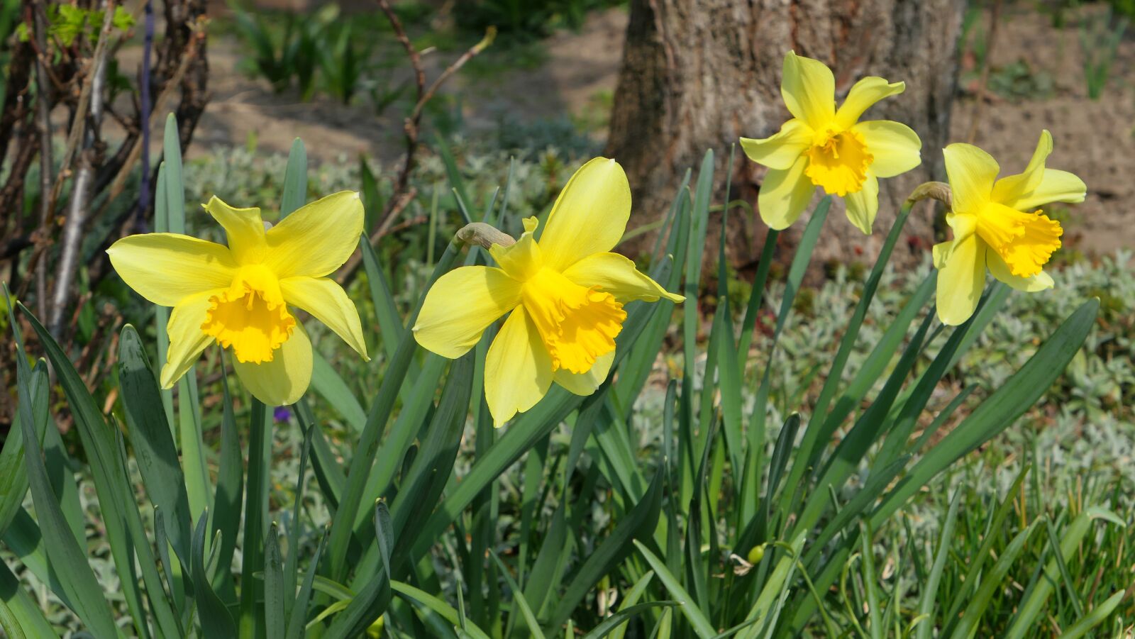 Panasonic Lumix DMC-LX10 (Lumix DMC-LX15) sample photo. Daffodils, flowers, spring photography