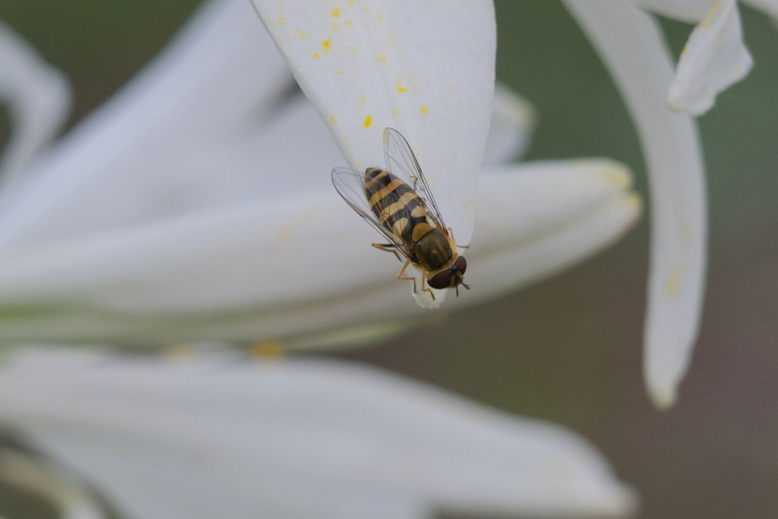 Nikon D3300 sample photo. Lily, flower, beetle photography