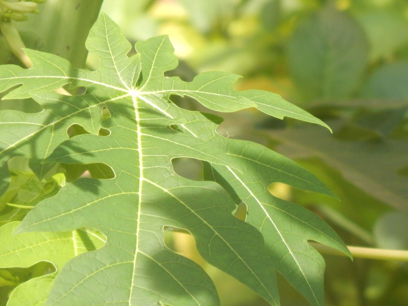 Nikon Coolpix L820 sample photo. Leaves, green, large photography